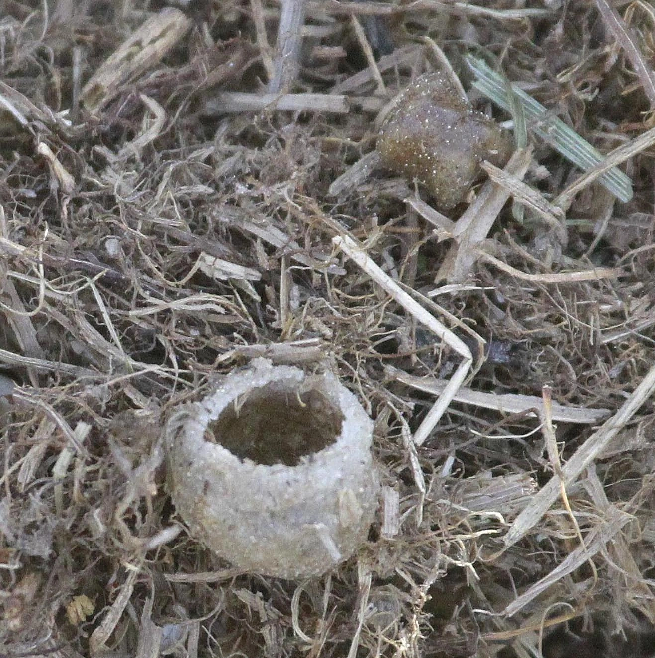 : Bombus pascuorum.