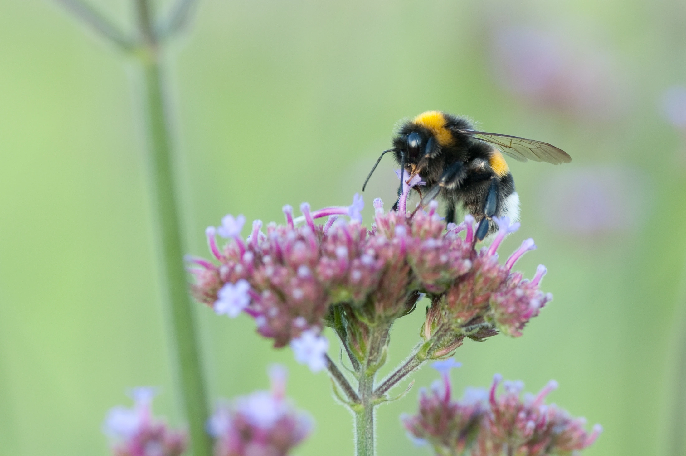 : Bombus (Bombus s. str.) terrestris.