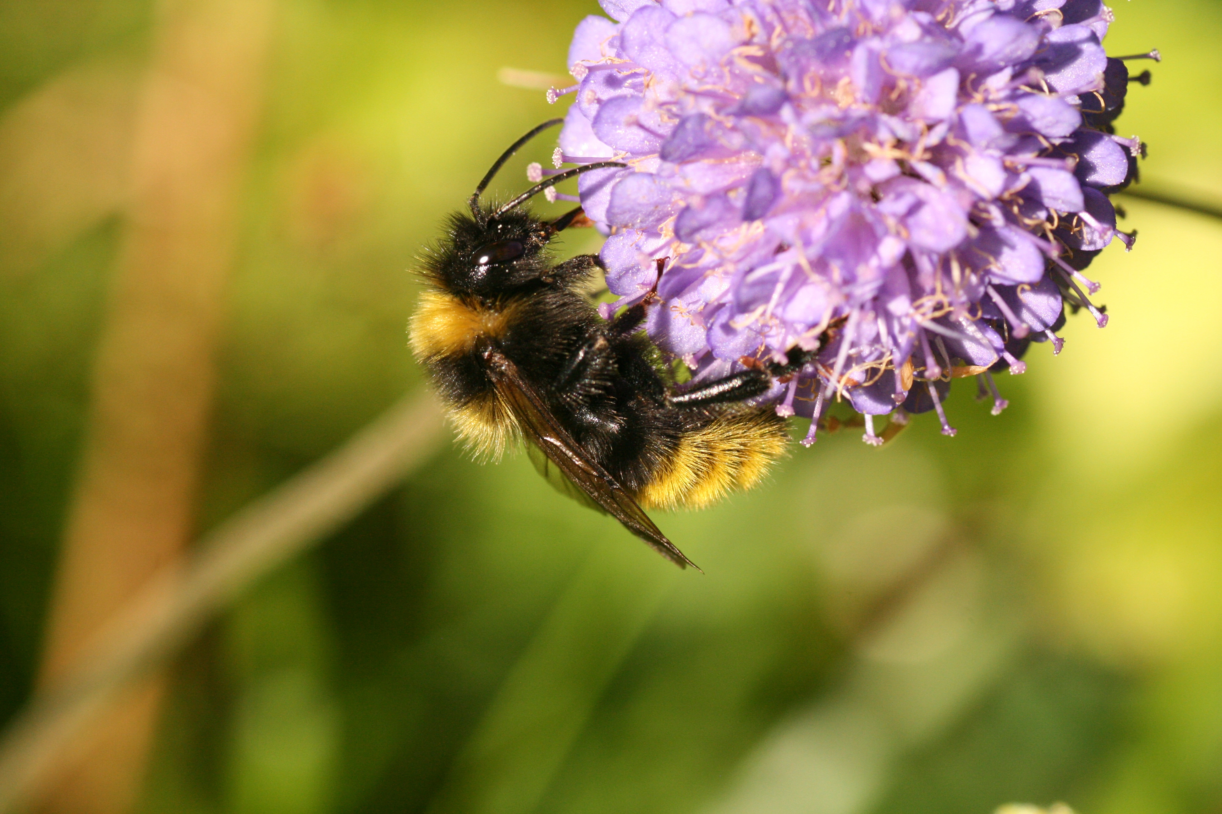 : Bombus campestris.