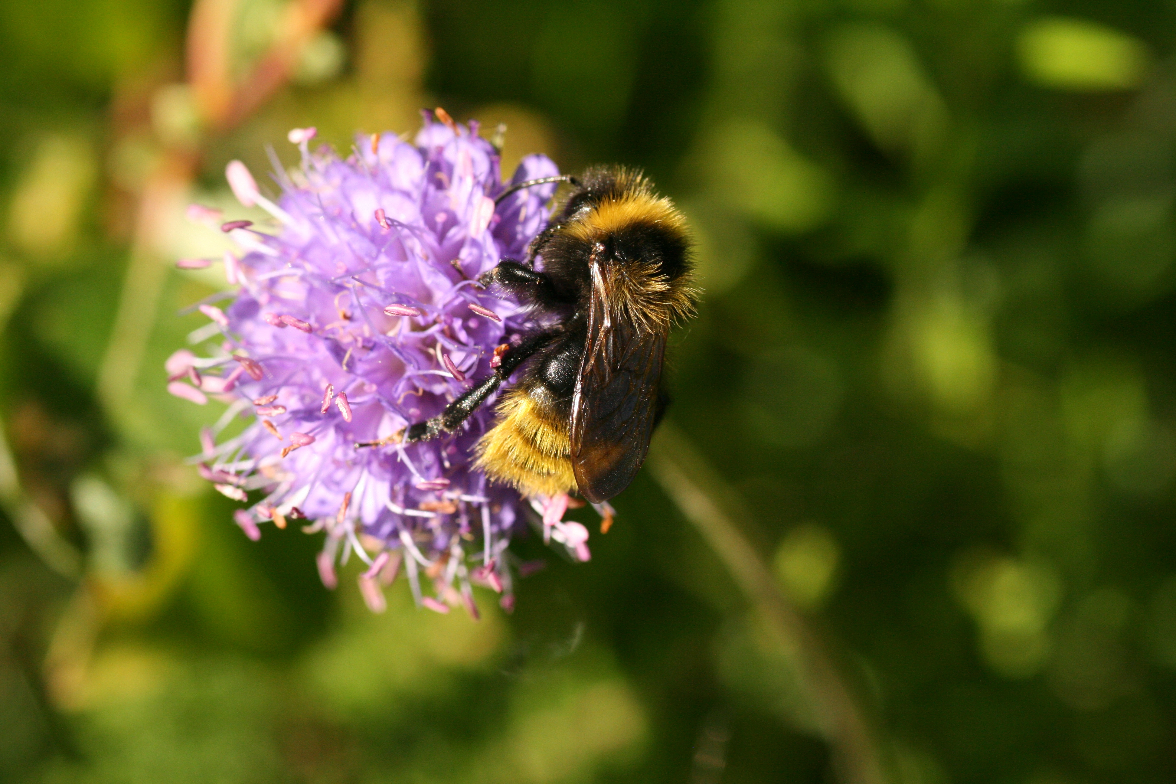 : Bombus campestris.