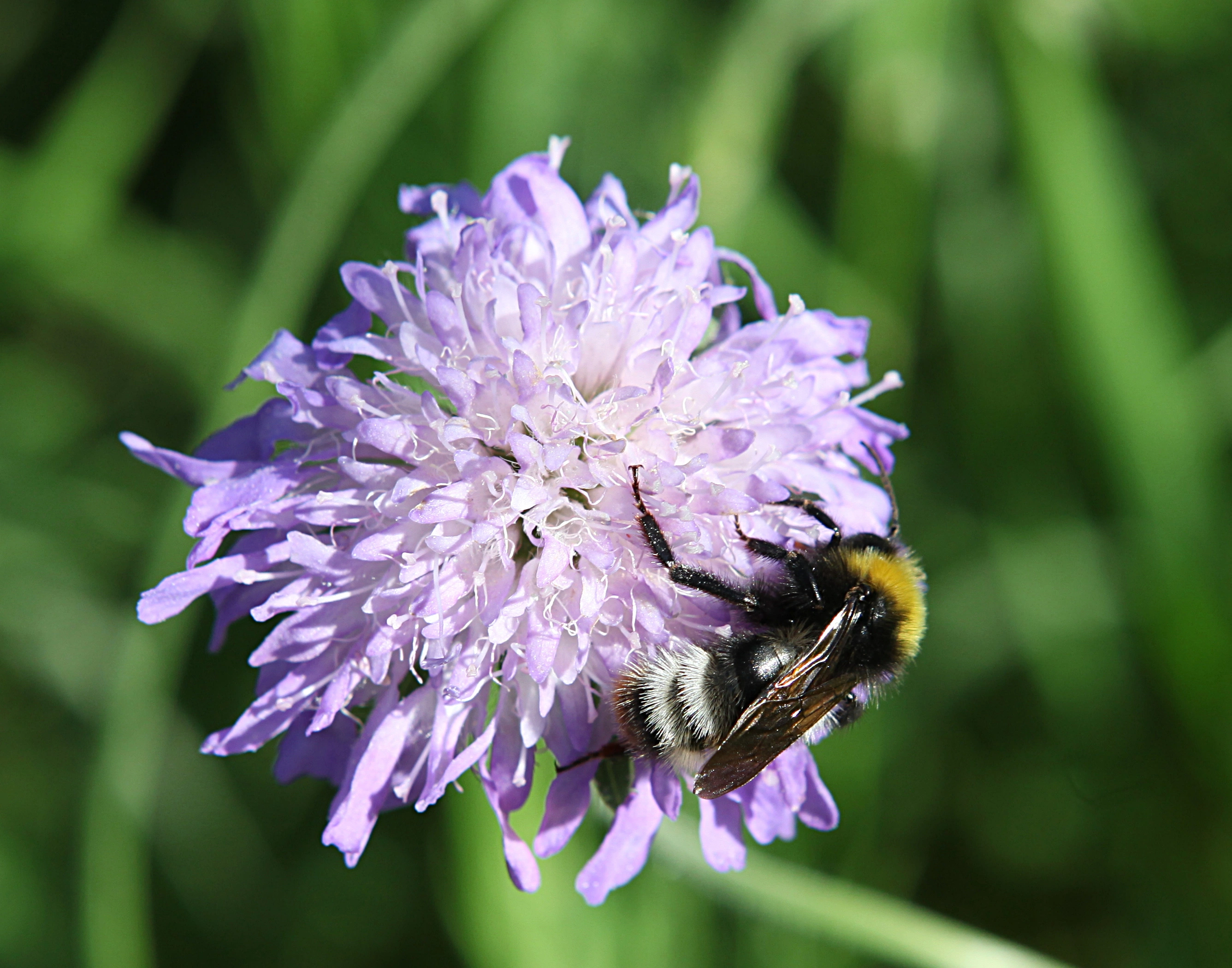 : Bombus (Psithyrus) norvegicus.