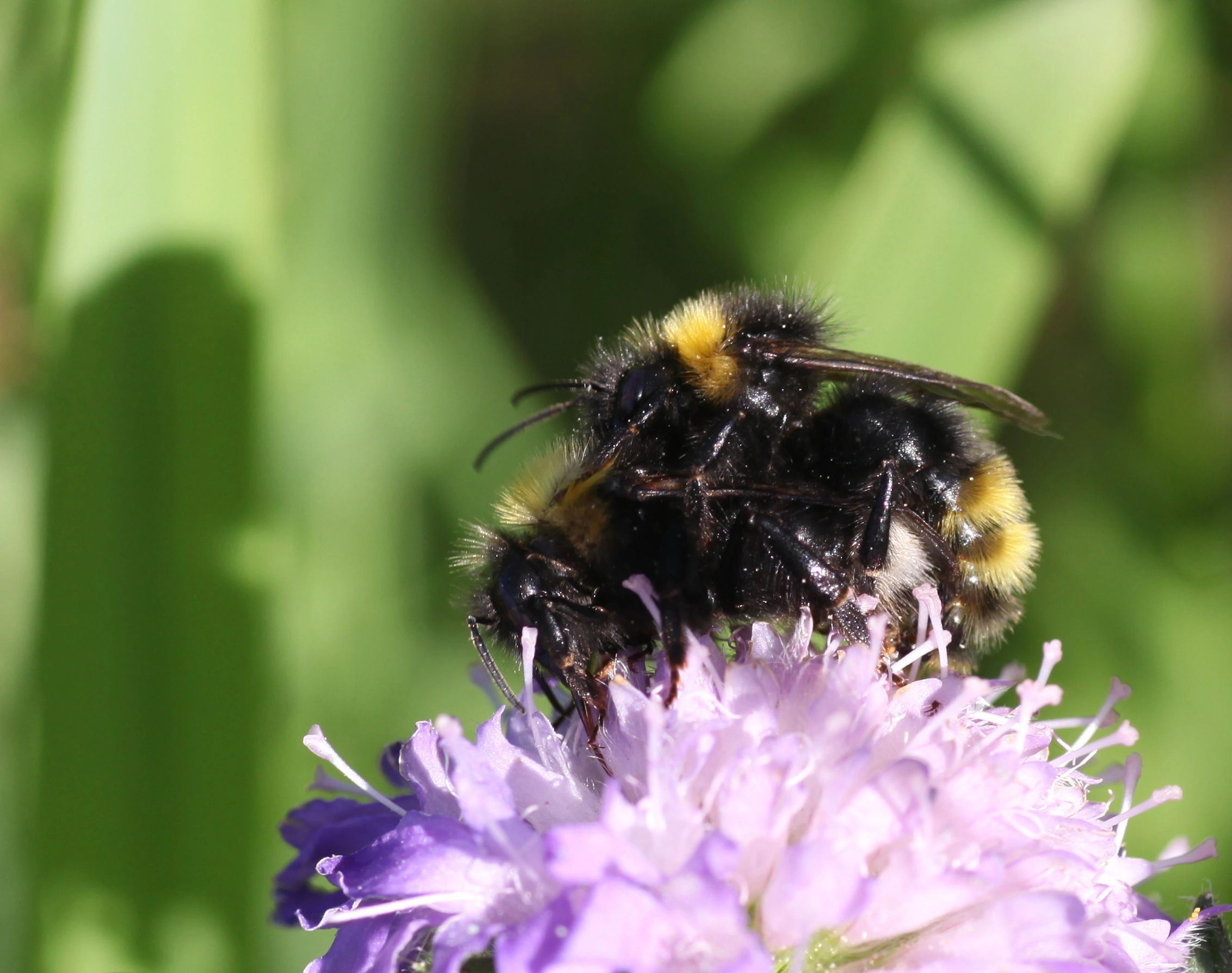 : Bombus (Psithyrus) sylvestris.