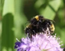 : Bombus sylvestris.