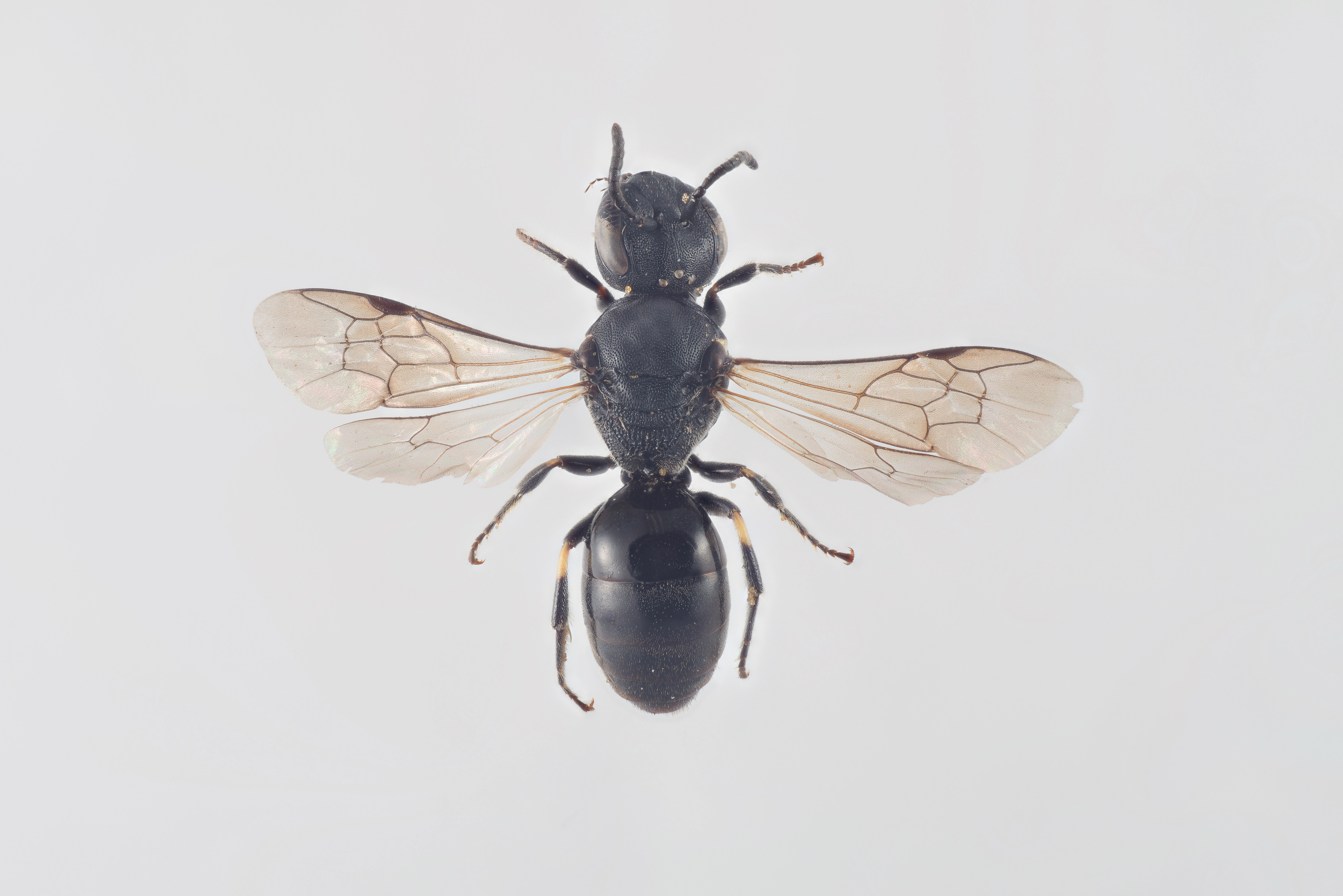 : Hylaeus rinki.