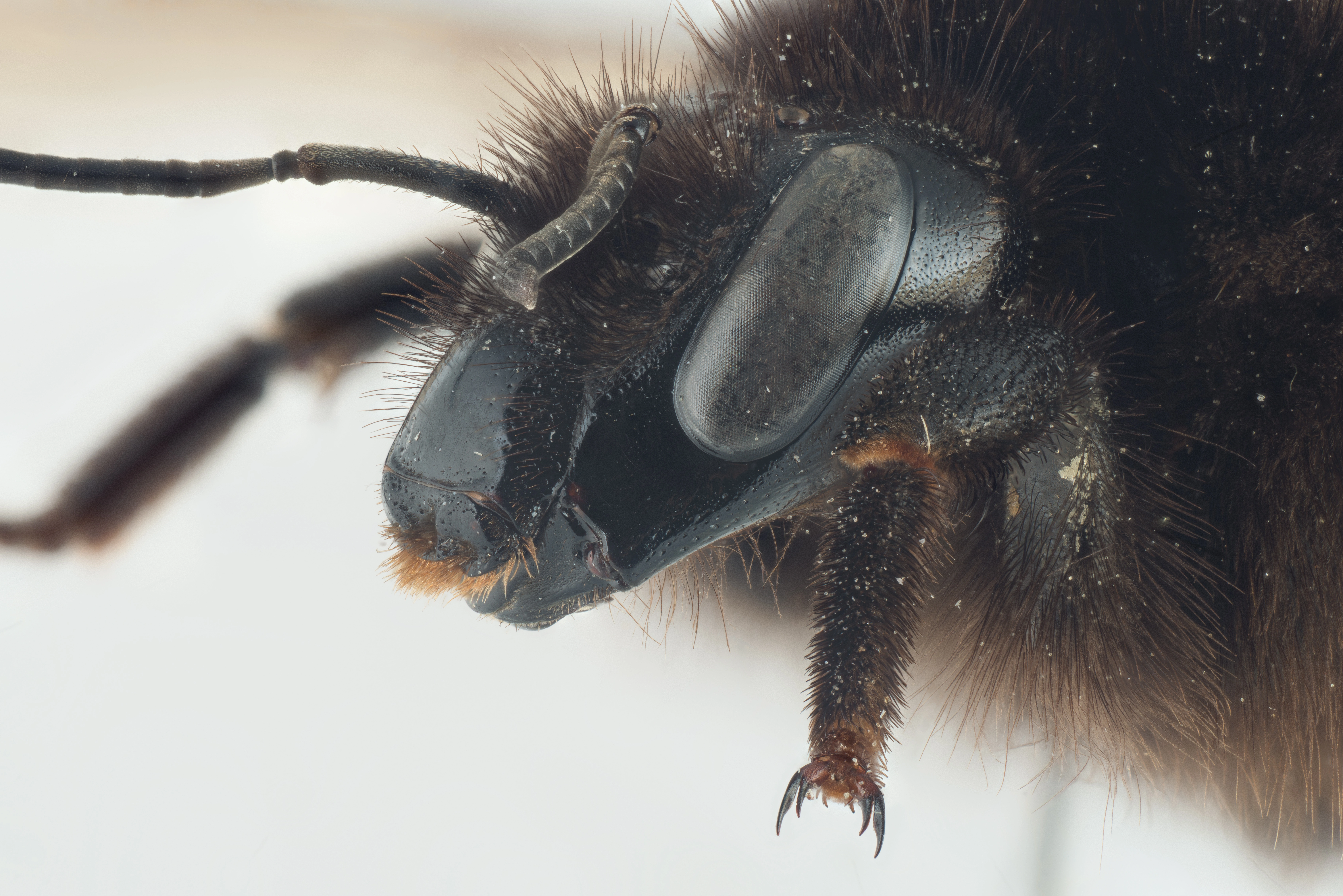 : Bombus subterraneus.