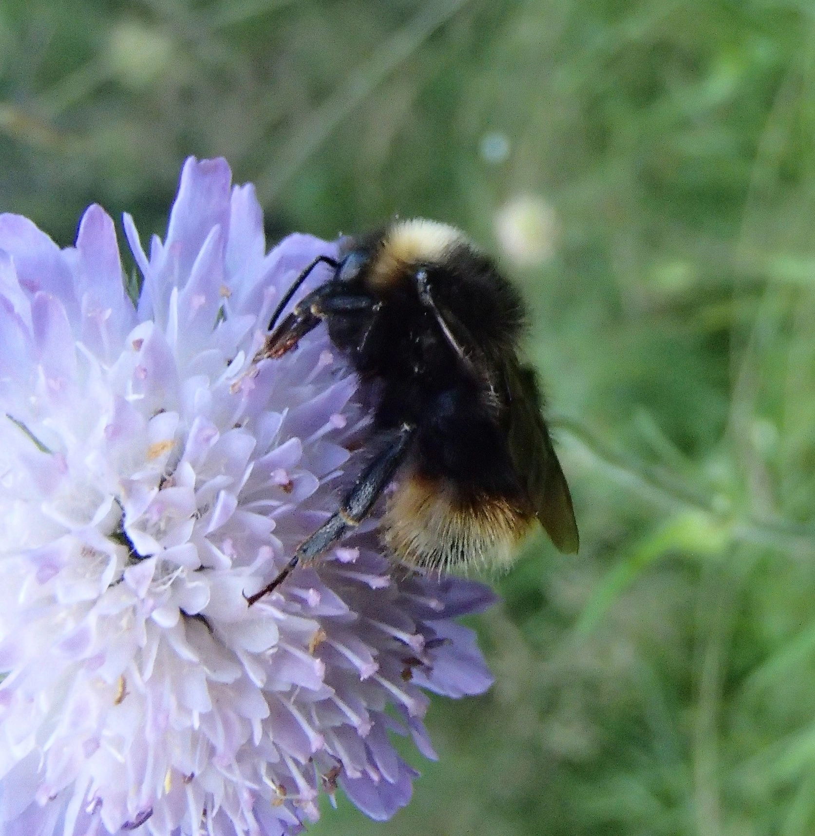 : Bombus (Psithyrus) quadricolor.