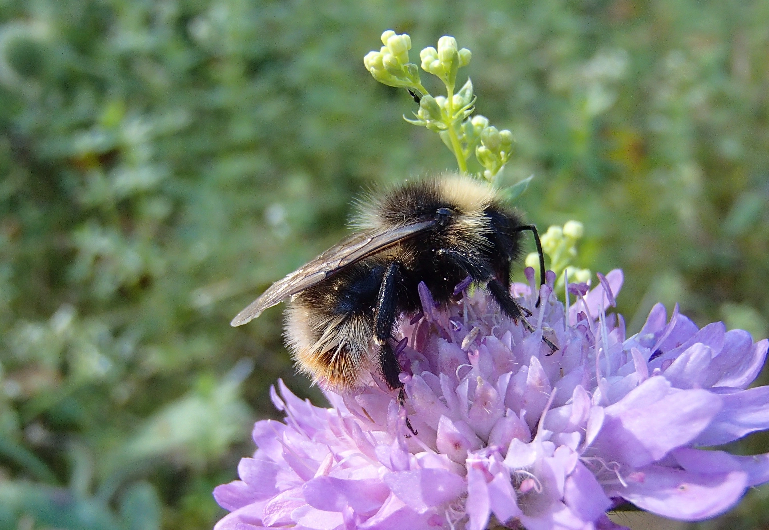 : Bombus quadricolor.