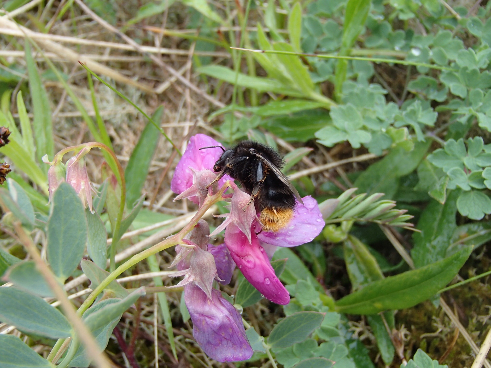 : Bombus (Thoracobombus) ruderarius.