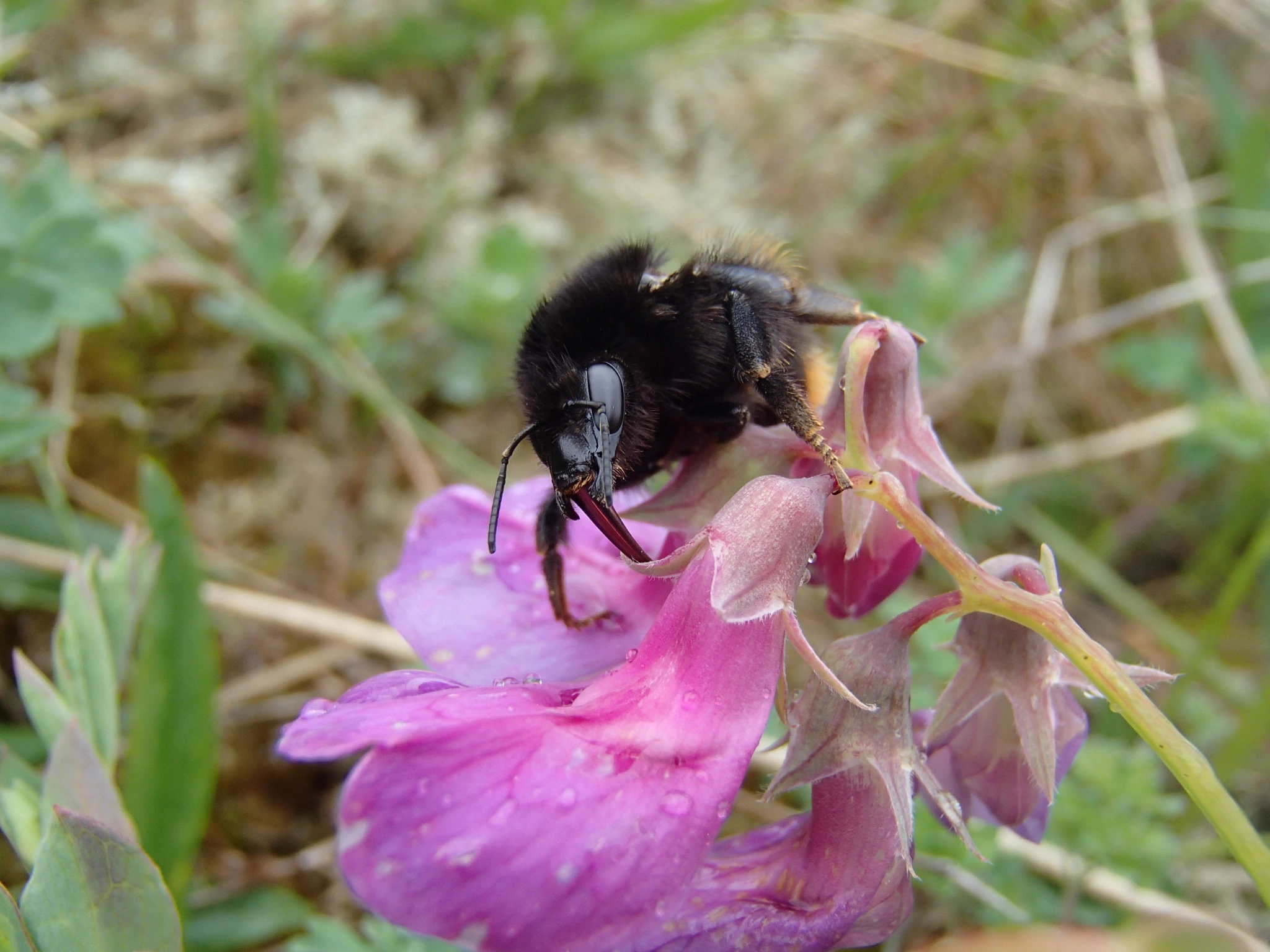 : Bombus ruderarius.