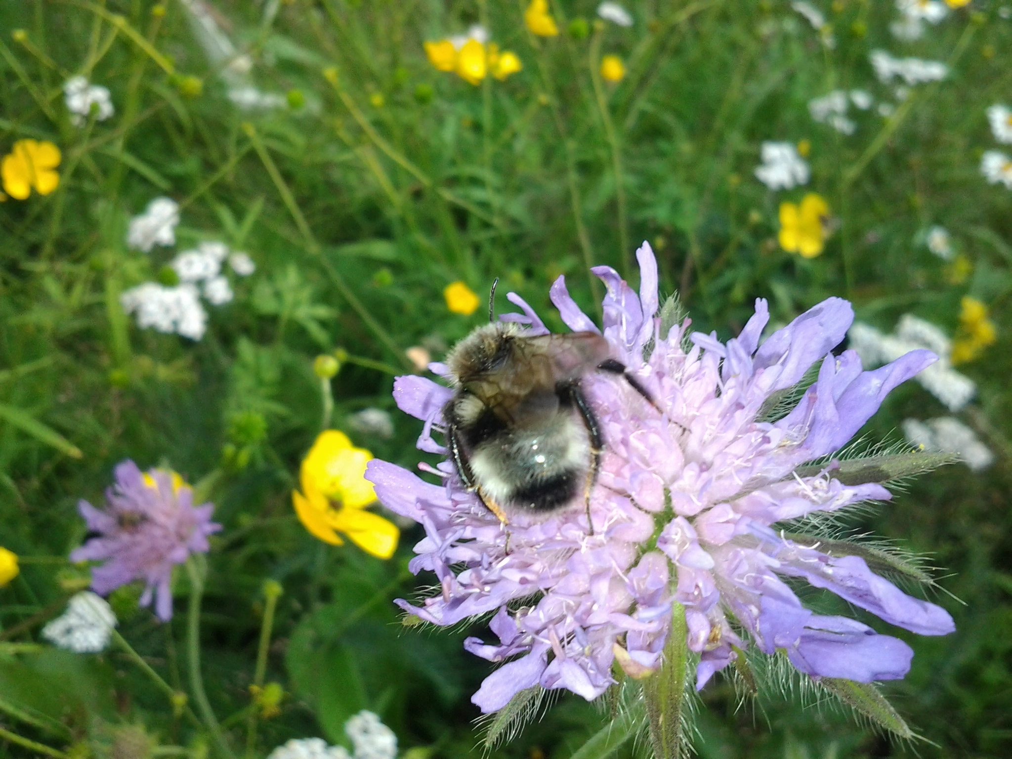 : Bombus (Psithyrus) norvegicus.