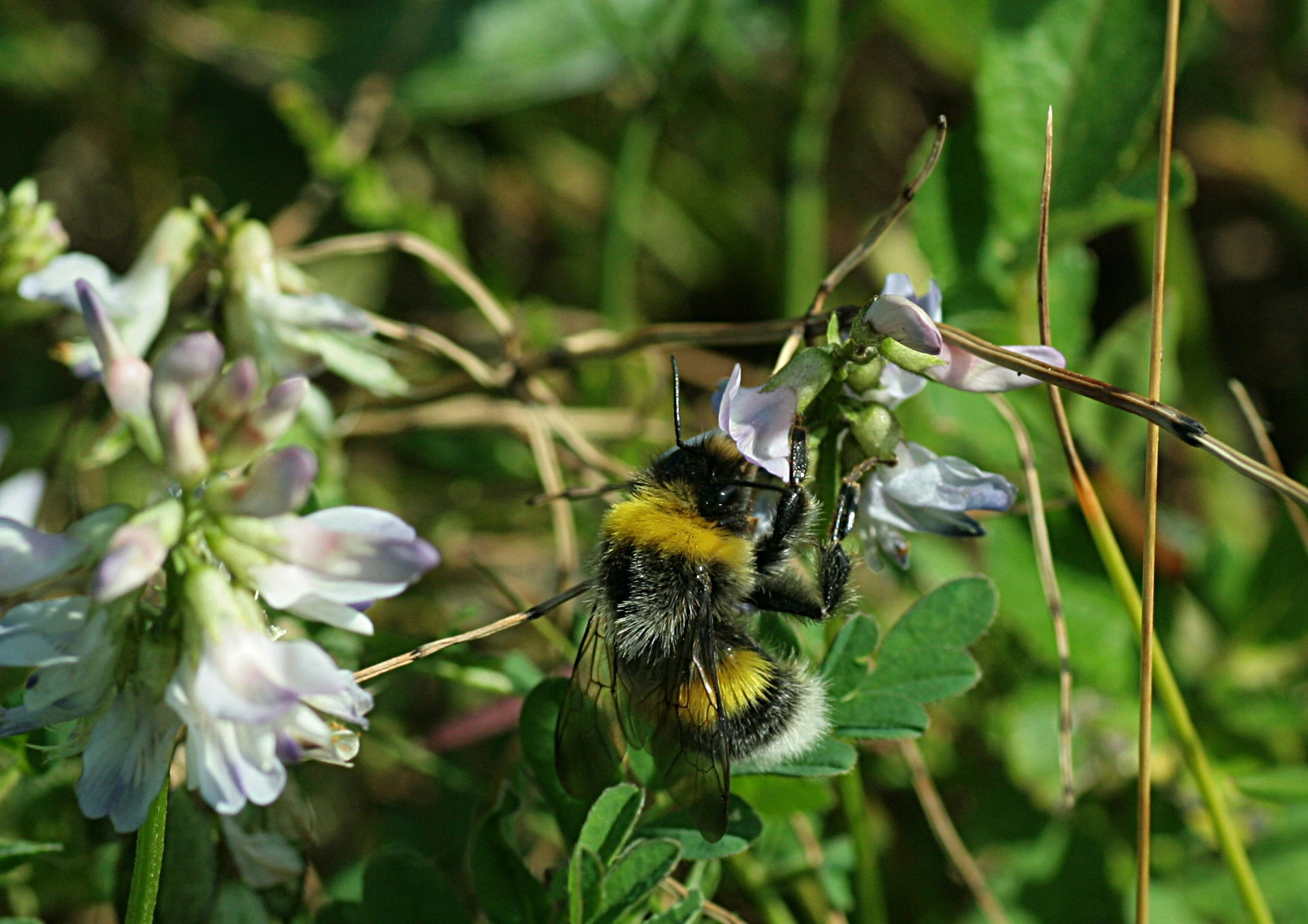 : Bombus lucorum.