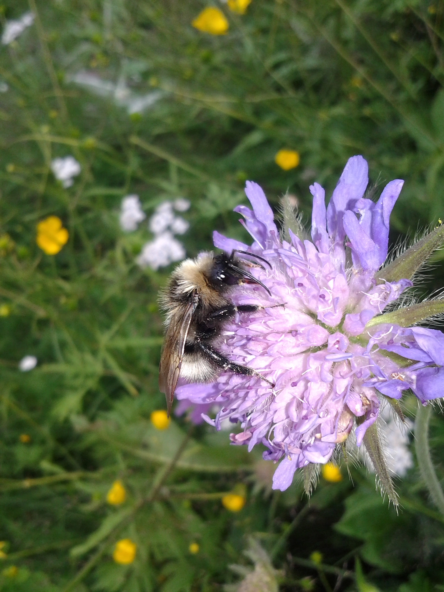 : Bombus (Psithyrus) norvegicus.