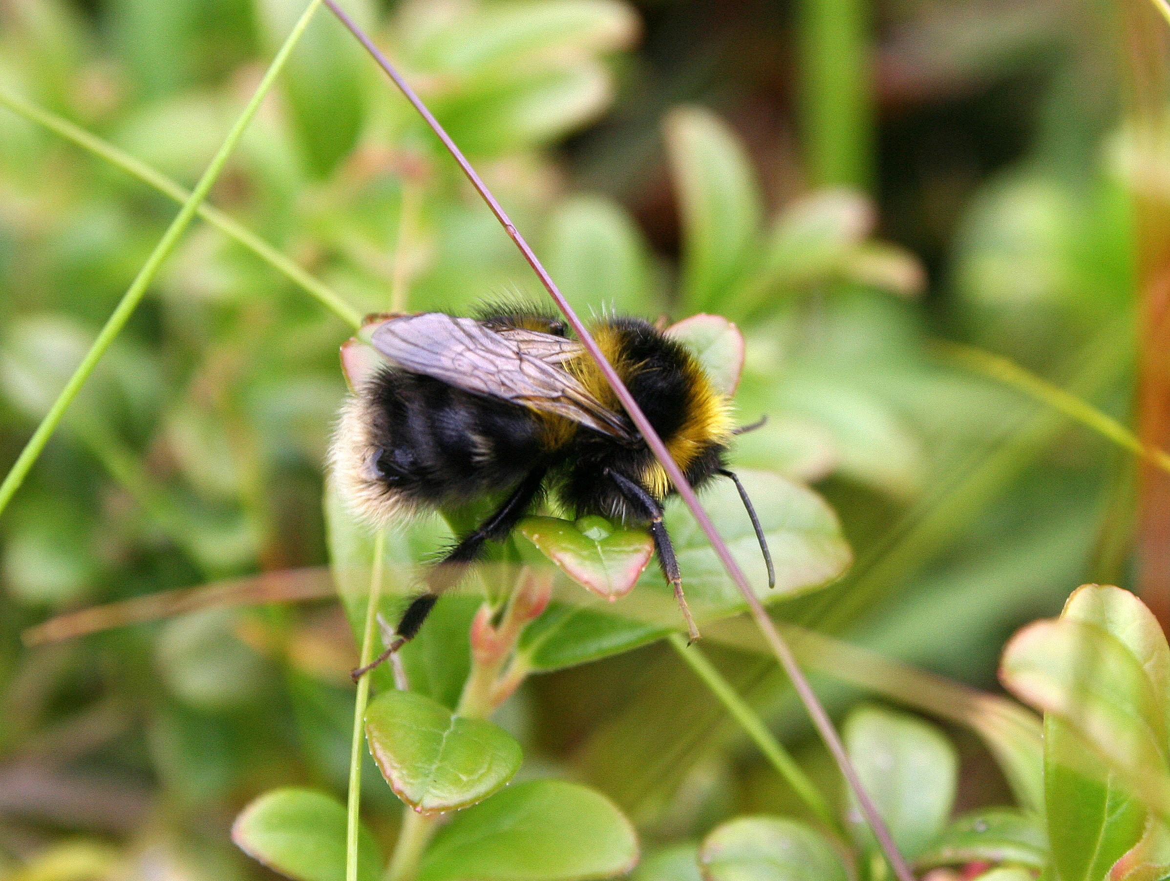 : Bombus (Pyrobombus) jonellus.