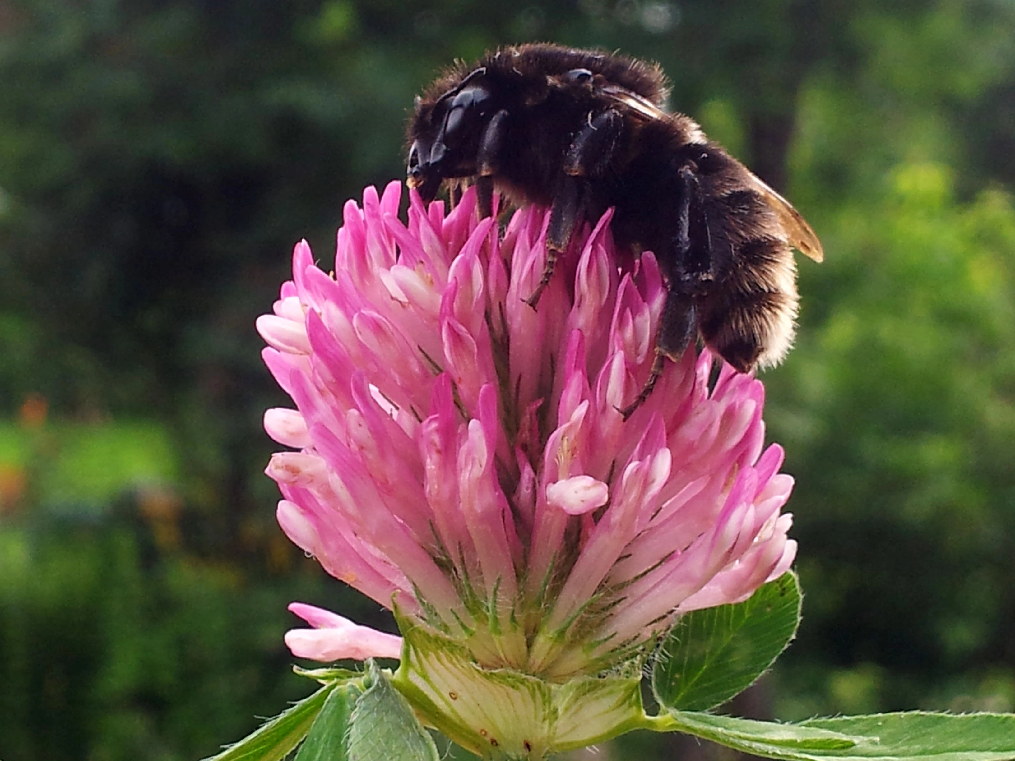 : Bombus subterraneus.