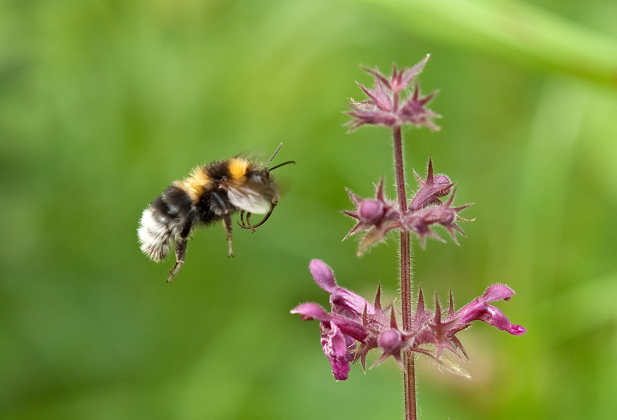 : Bombus (Megabombus) hortorum.