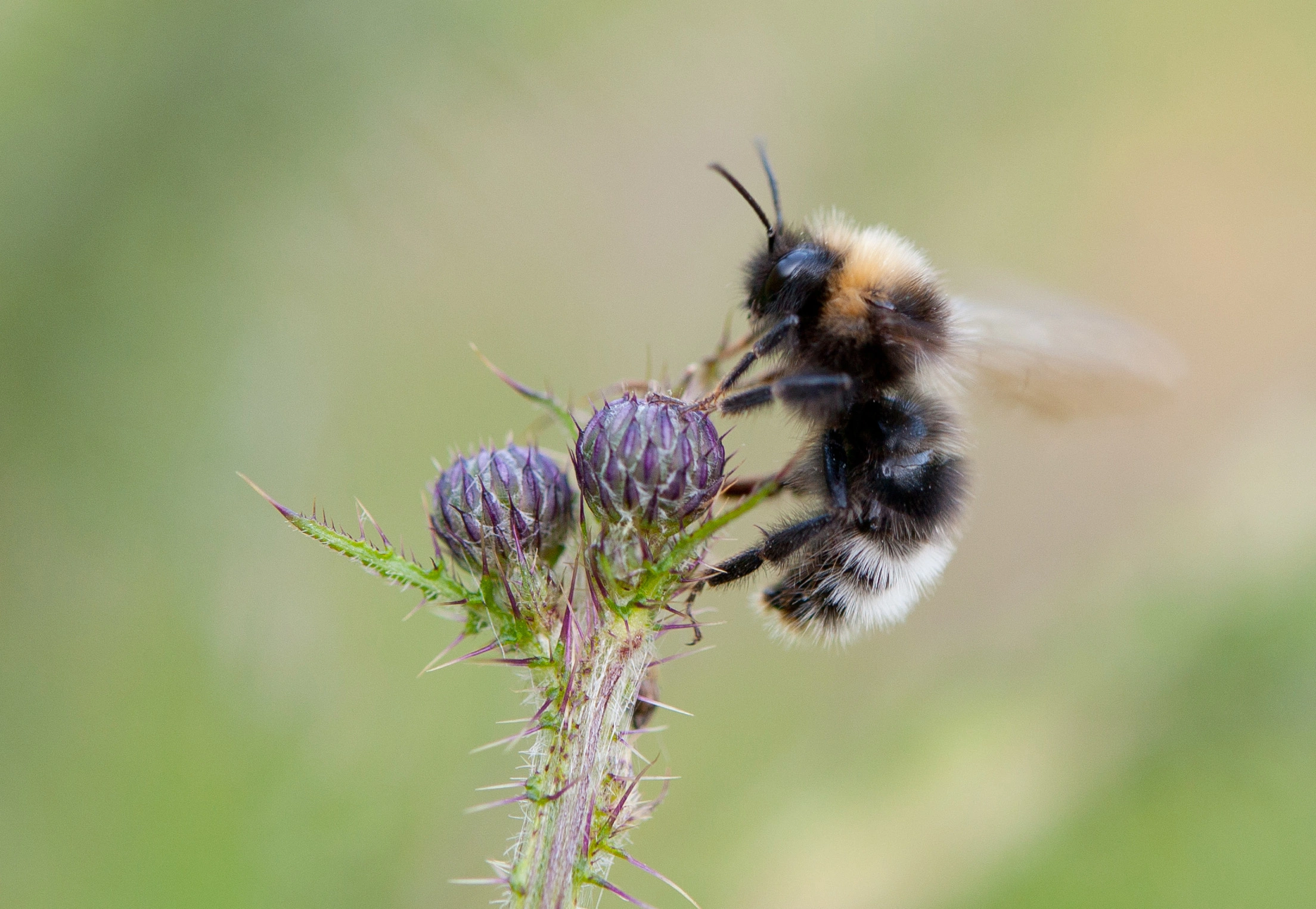 : Bombus (Psithyrus) sylvestris.