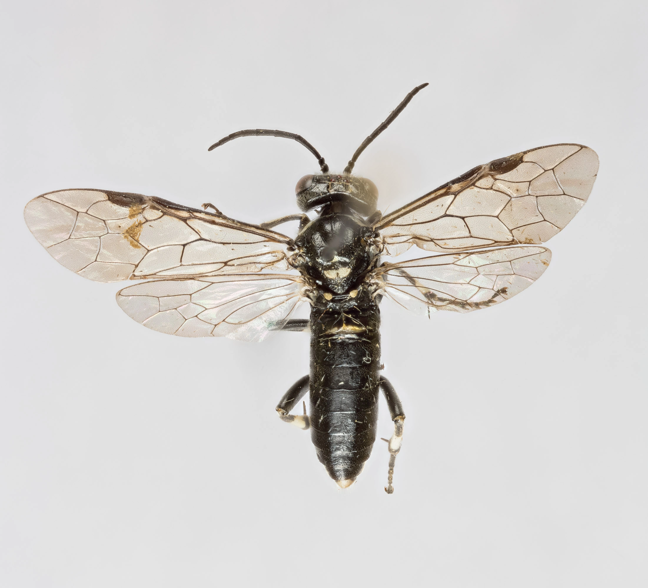 : Macrophya albicincta.