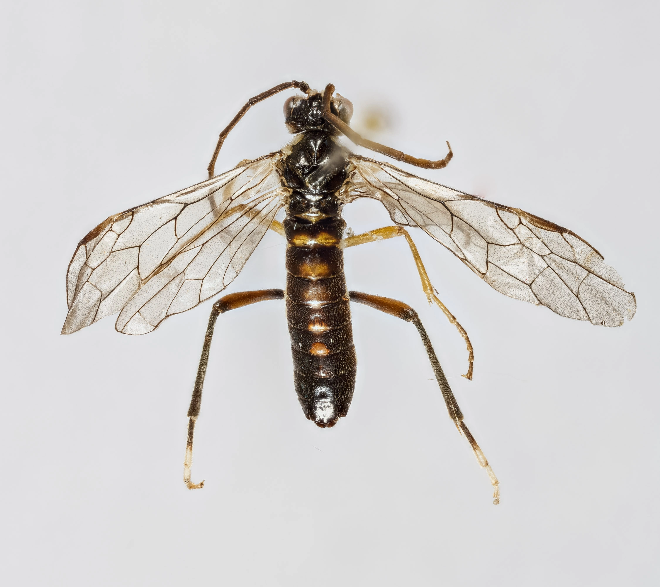 : Tenthredopsis auriculata.