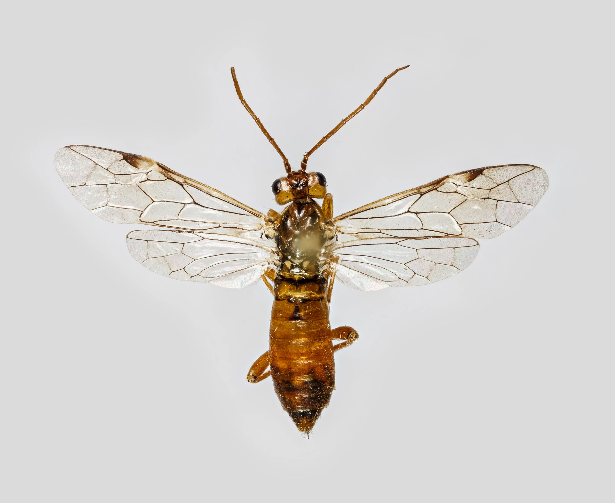 : Tenthredopsis nassata.