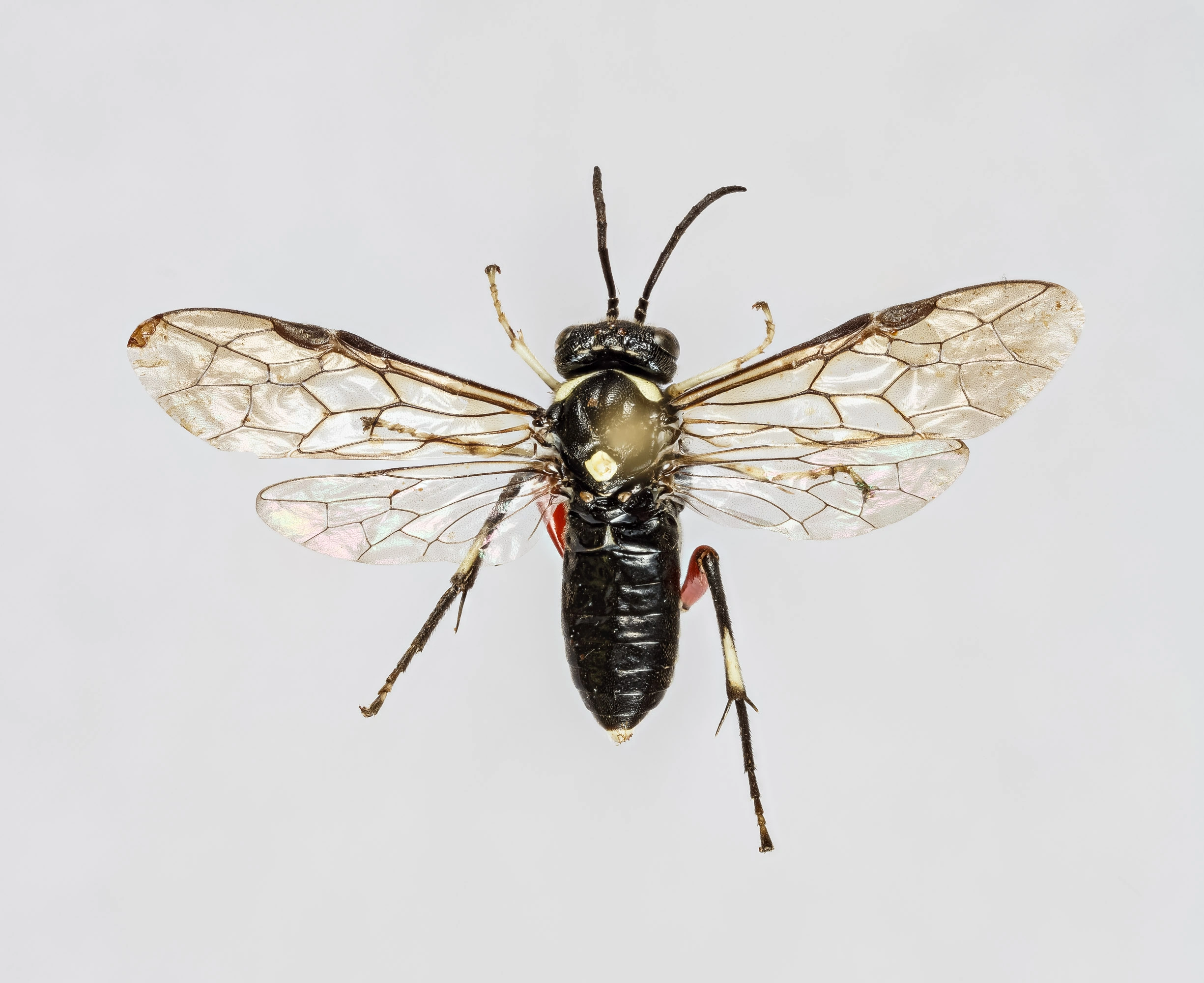 : Macrophya punctumalbum.