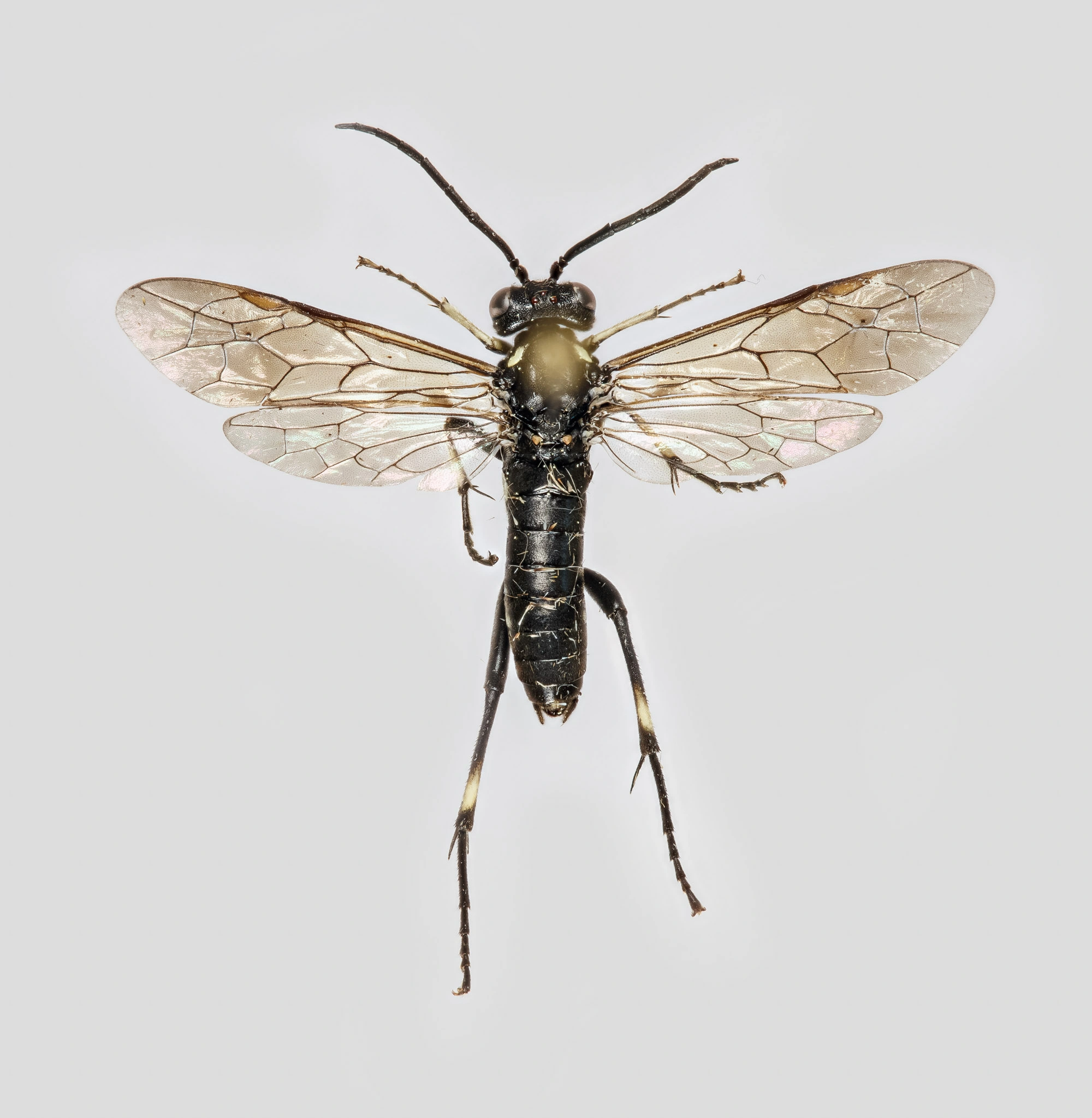 : Macrophya duodecimpunctata.