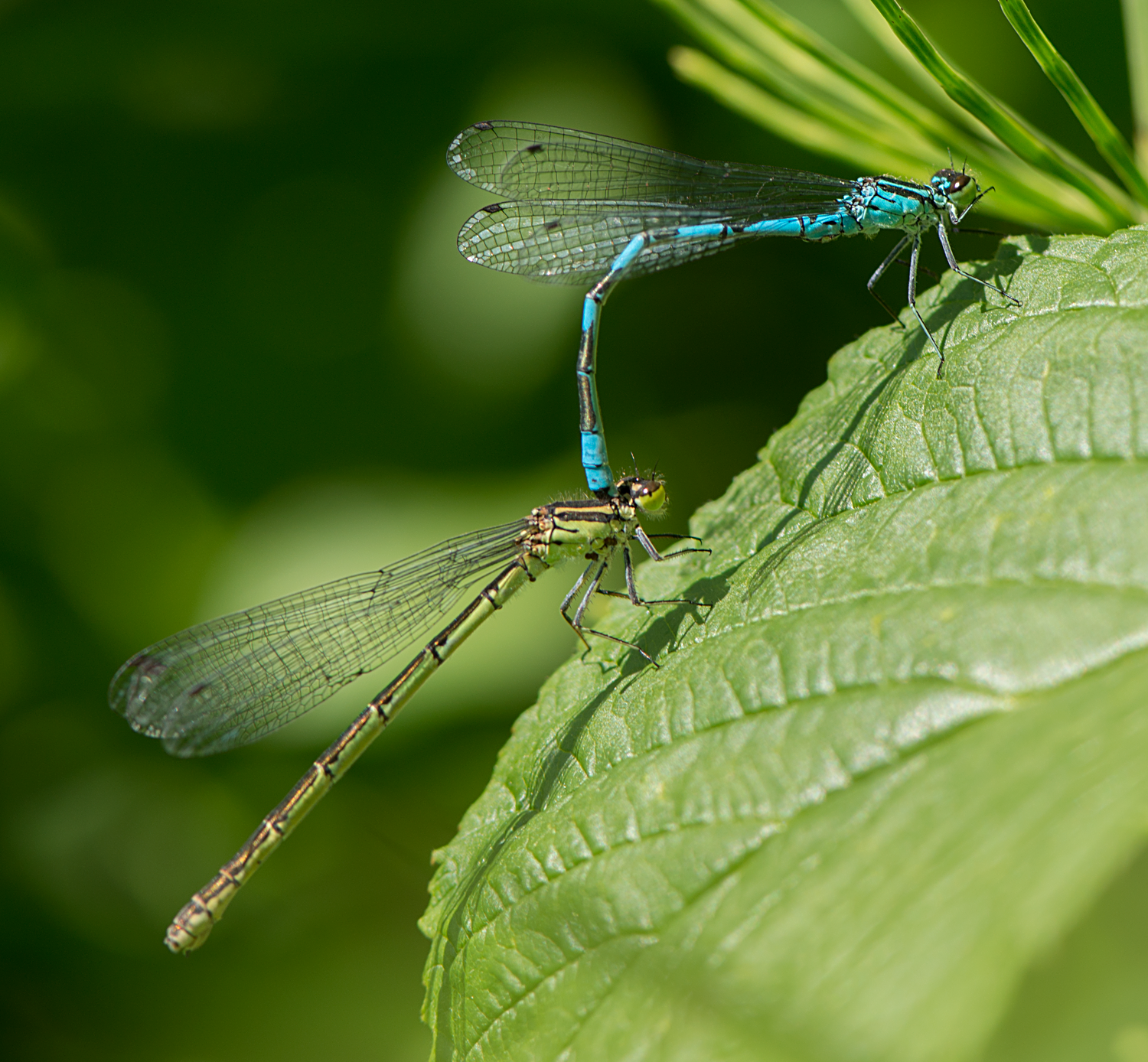 : Coenagrion hastulatum.