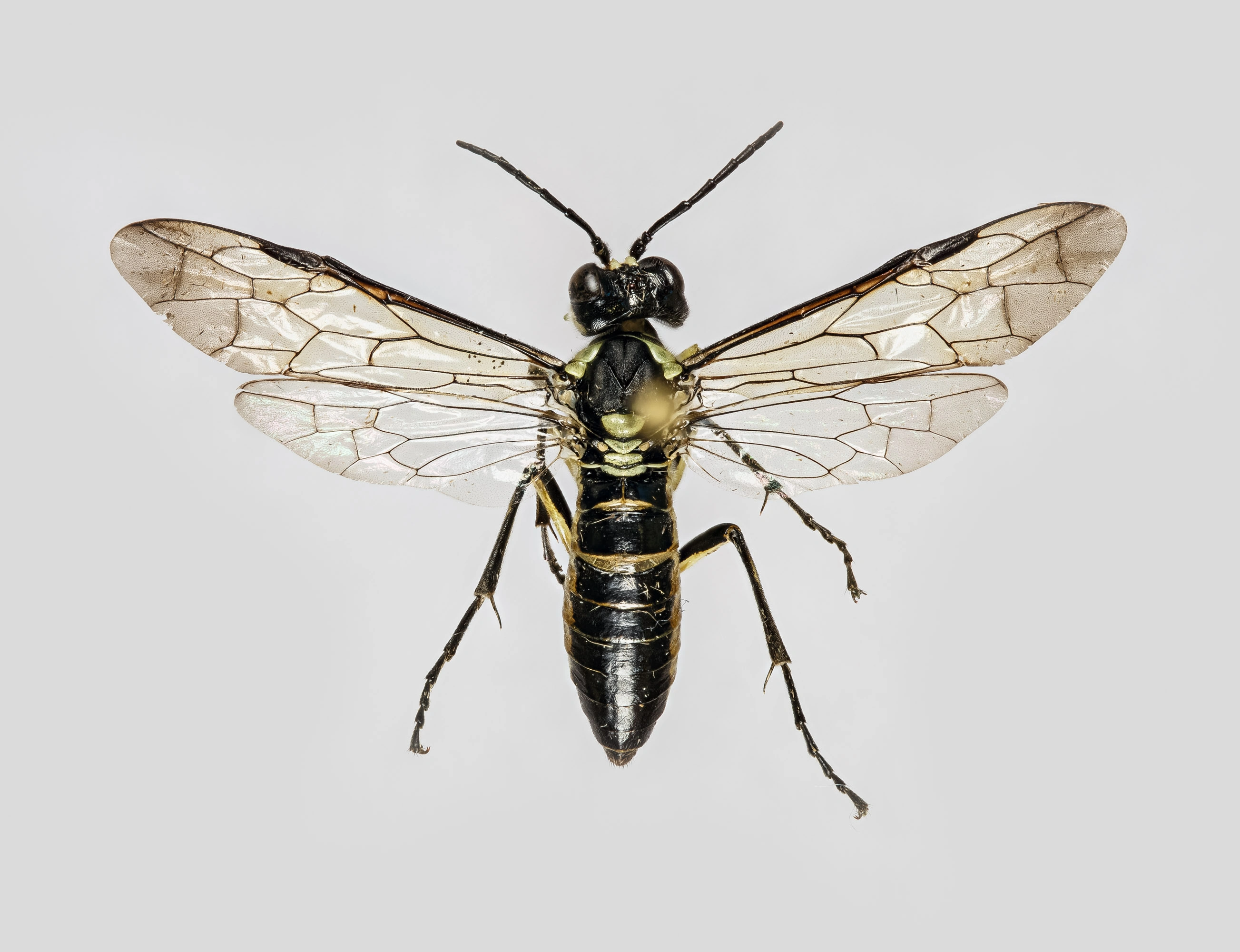 : Tenthredo (Eurogaster) mesomela.