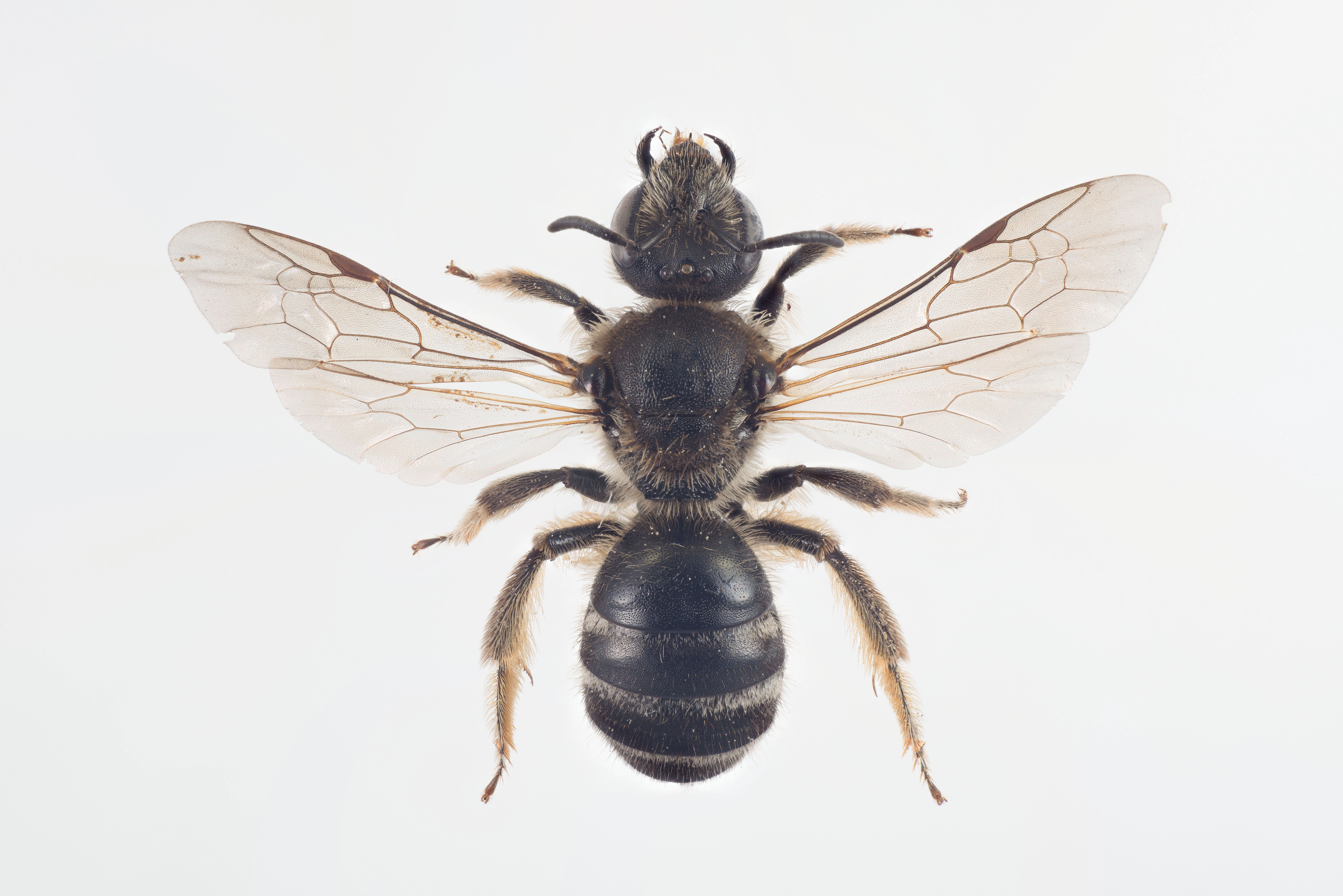 : Lasioglossum leucozonium.