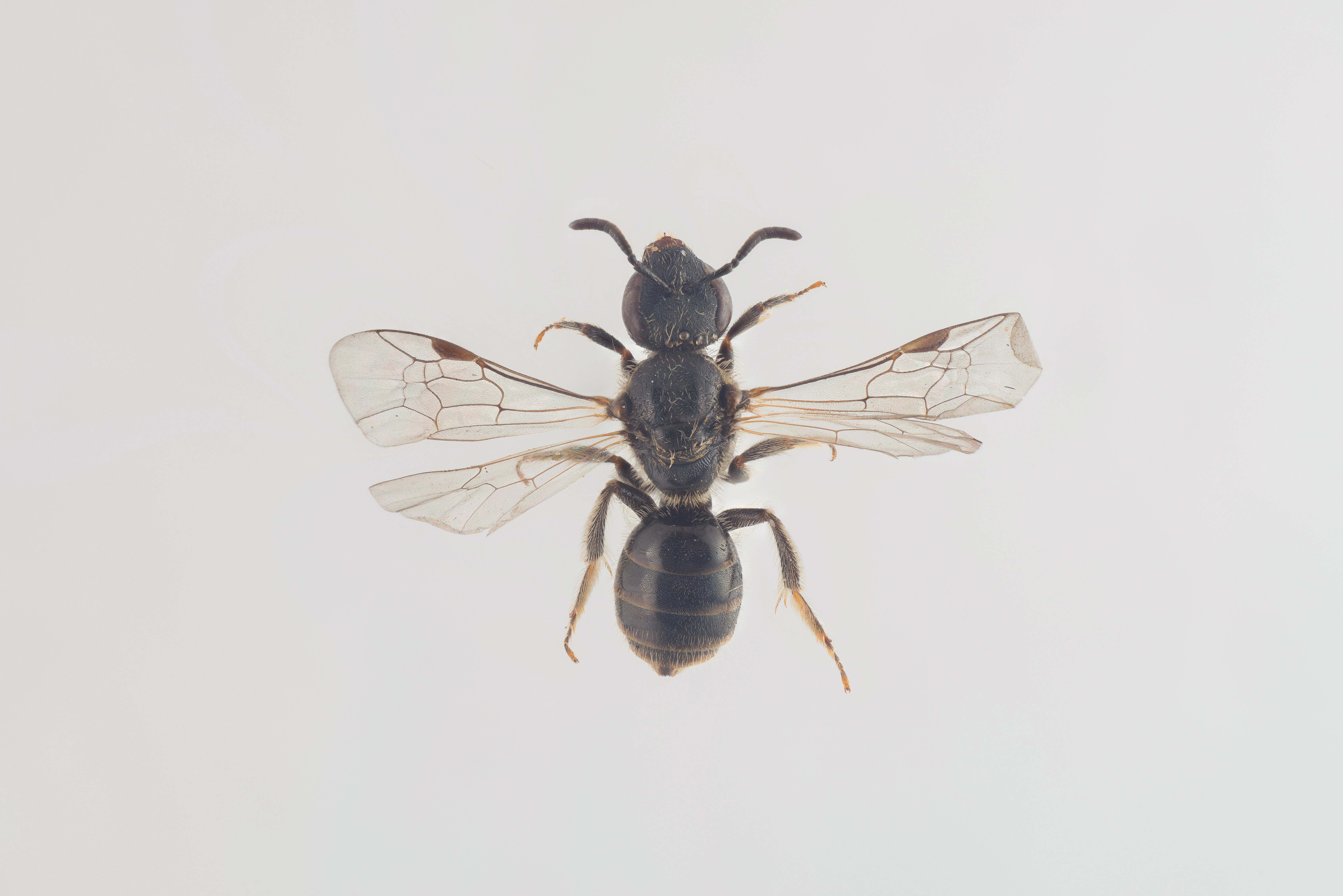 : Lasioglossum nitidiusculum.