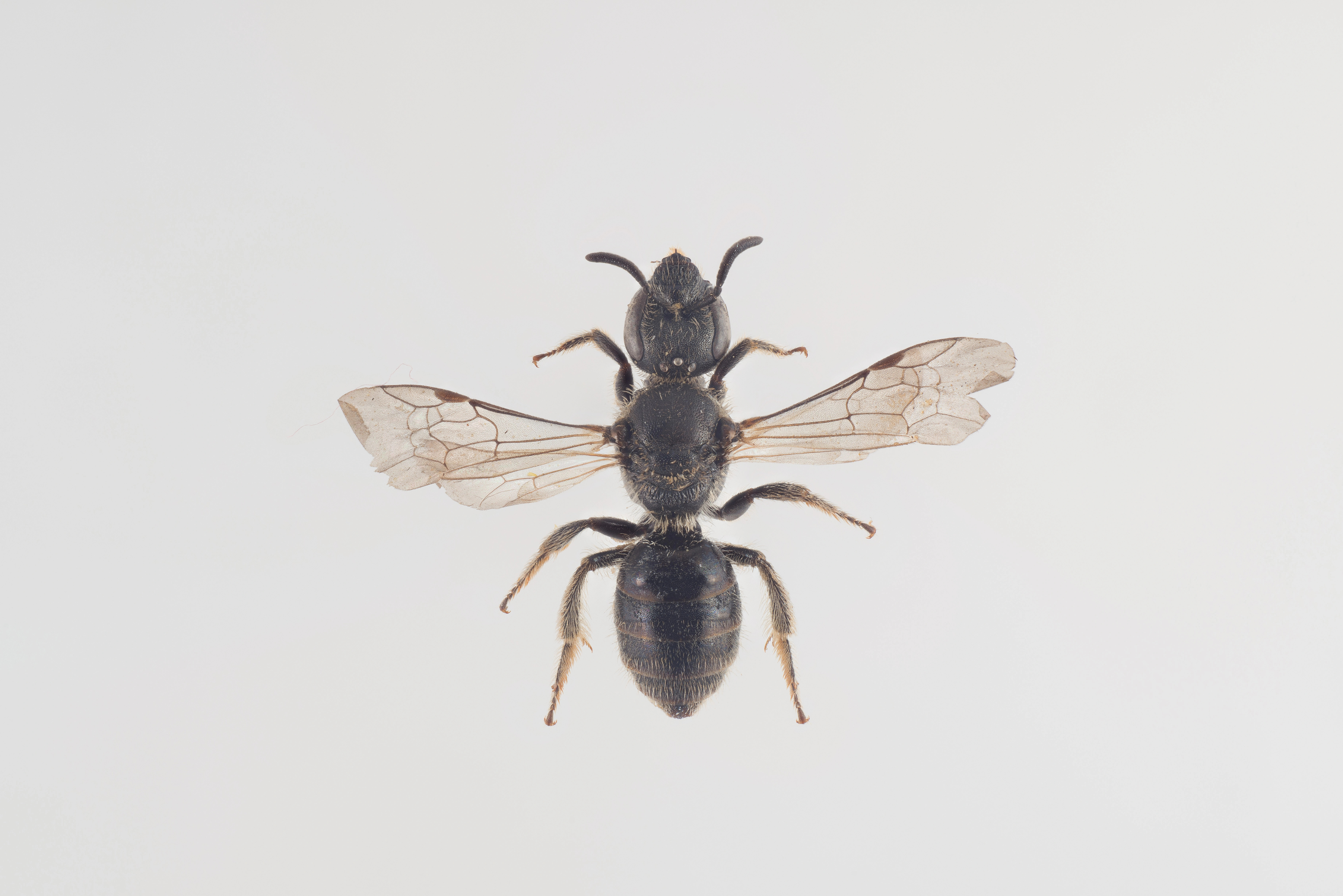 : Lasioglossum punctatissimum.