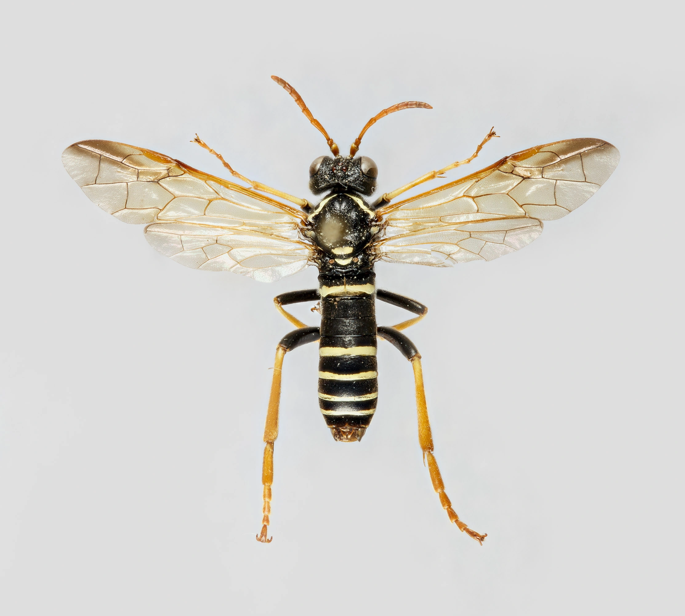 : Tenthredo scrophulariae.