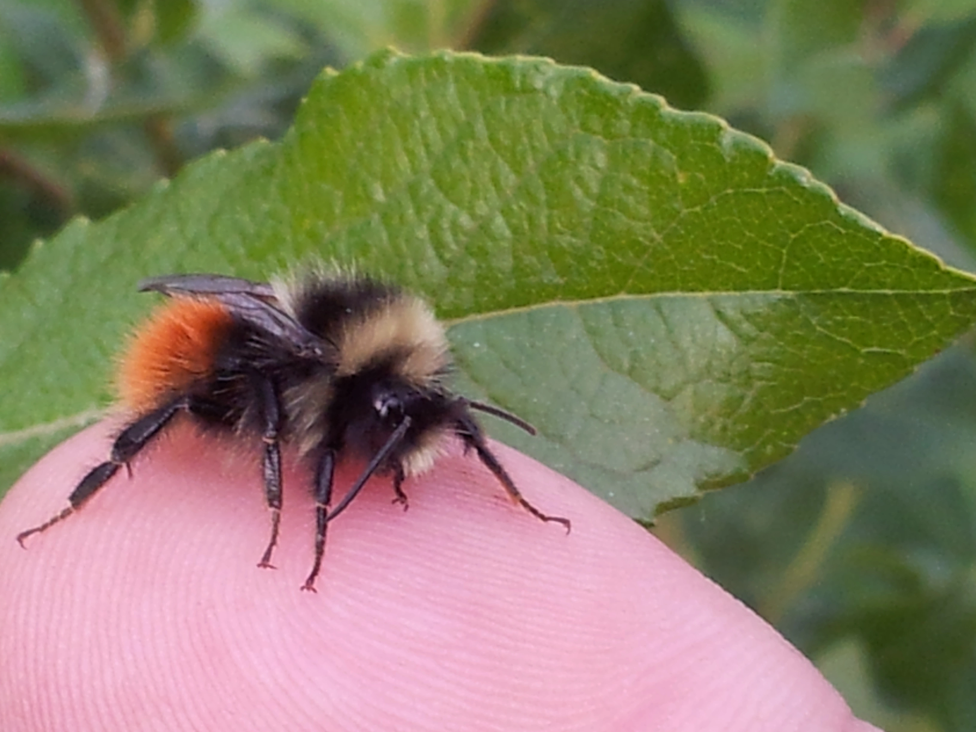 : Bombus (Pyrobombus) monticola. : Bombus (Pyrobombus) lapponicus.