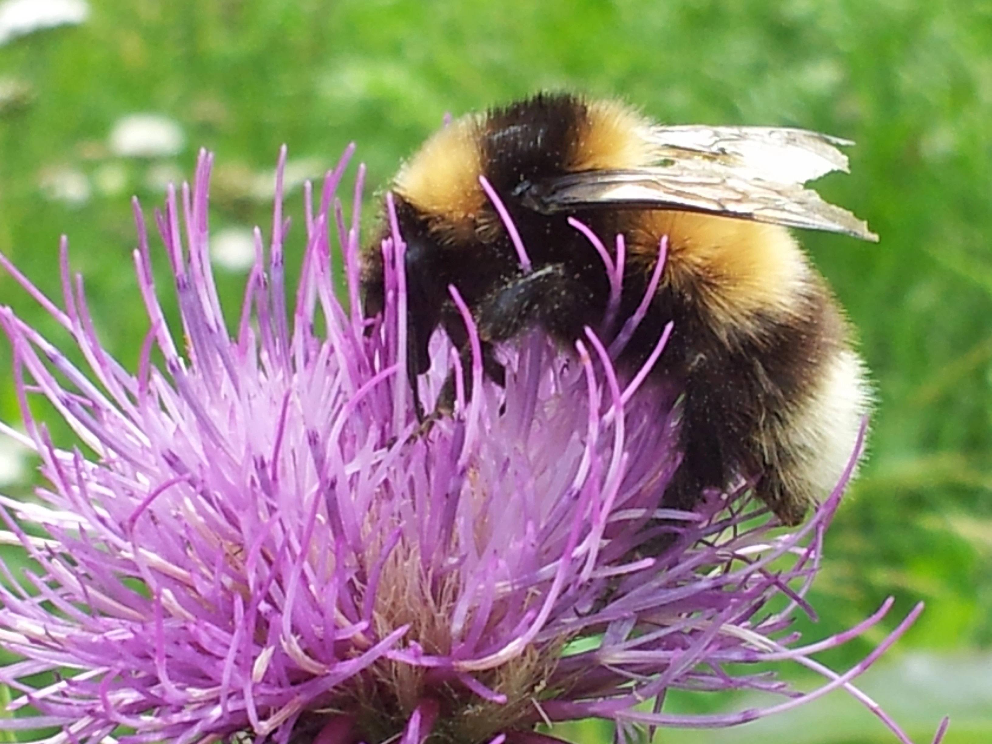 : Bombus (Alpinobombus) balteatus.