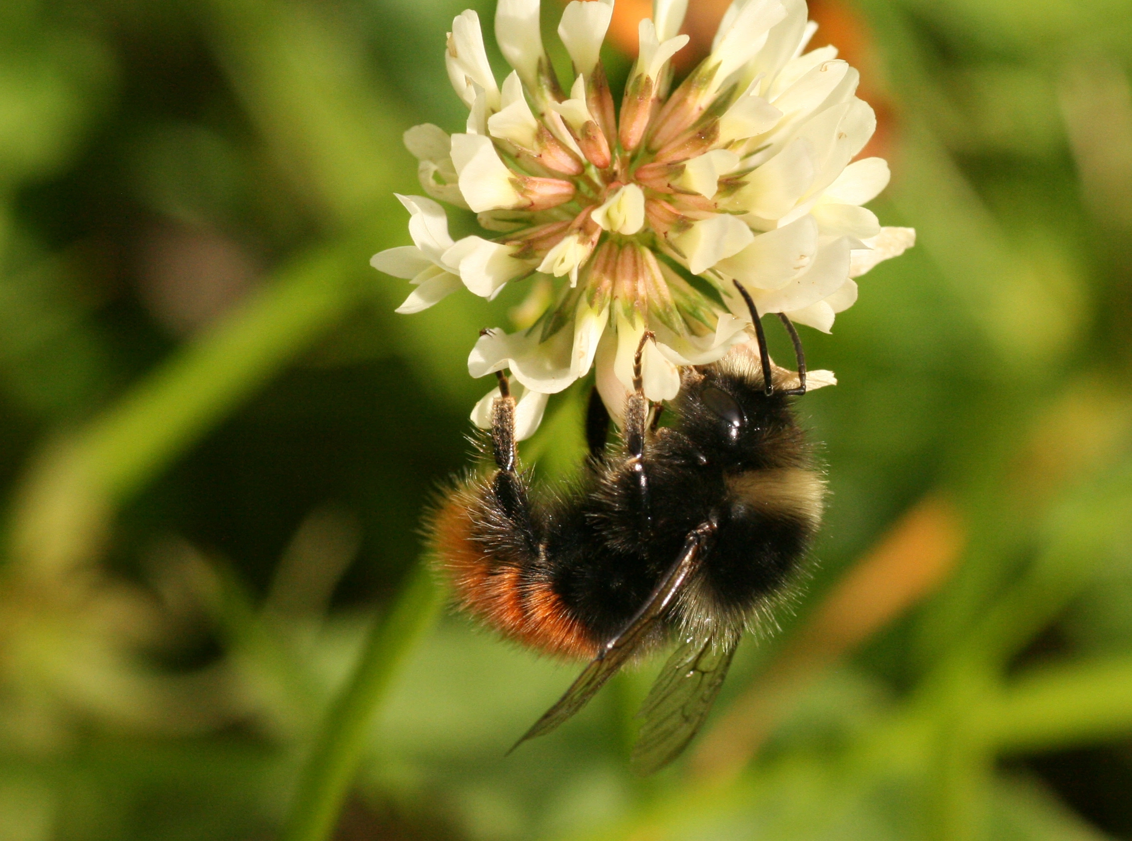 : Bombus (Alpigenobombus) wurflenii.