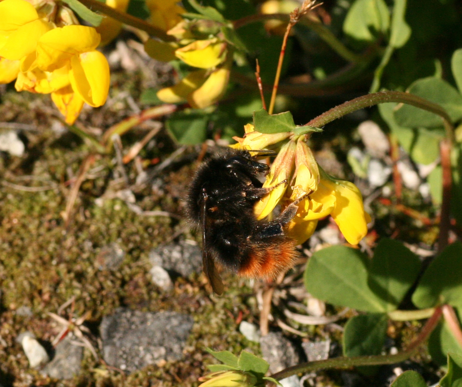 : Bombus (Alpigenobombus) wurflenii.