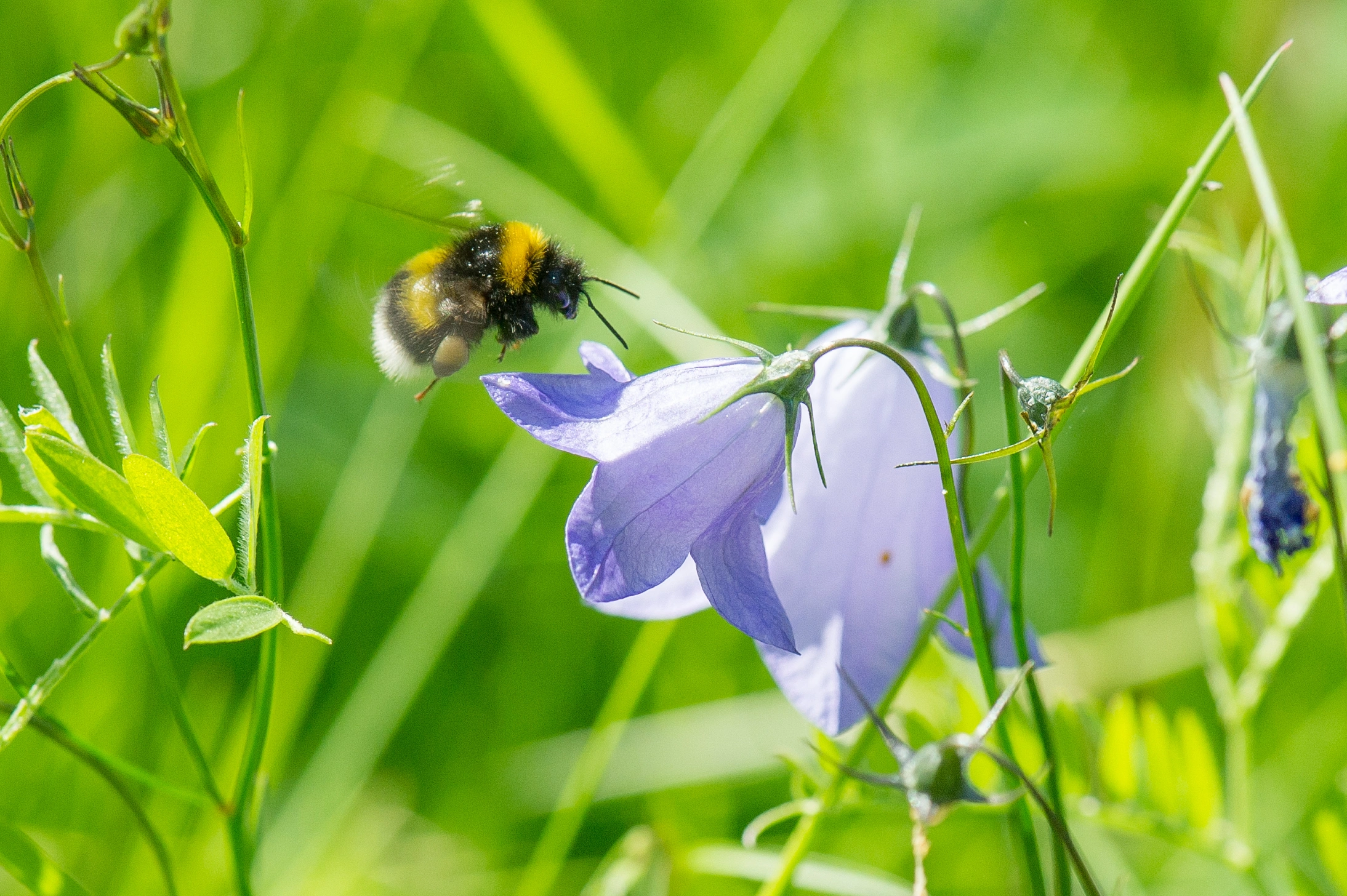 : Bombus soroeensis.