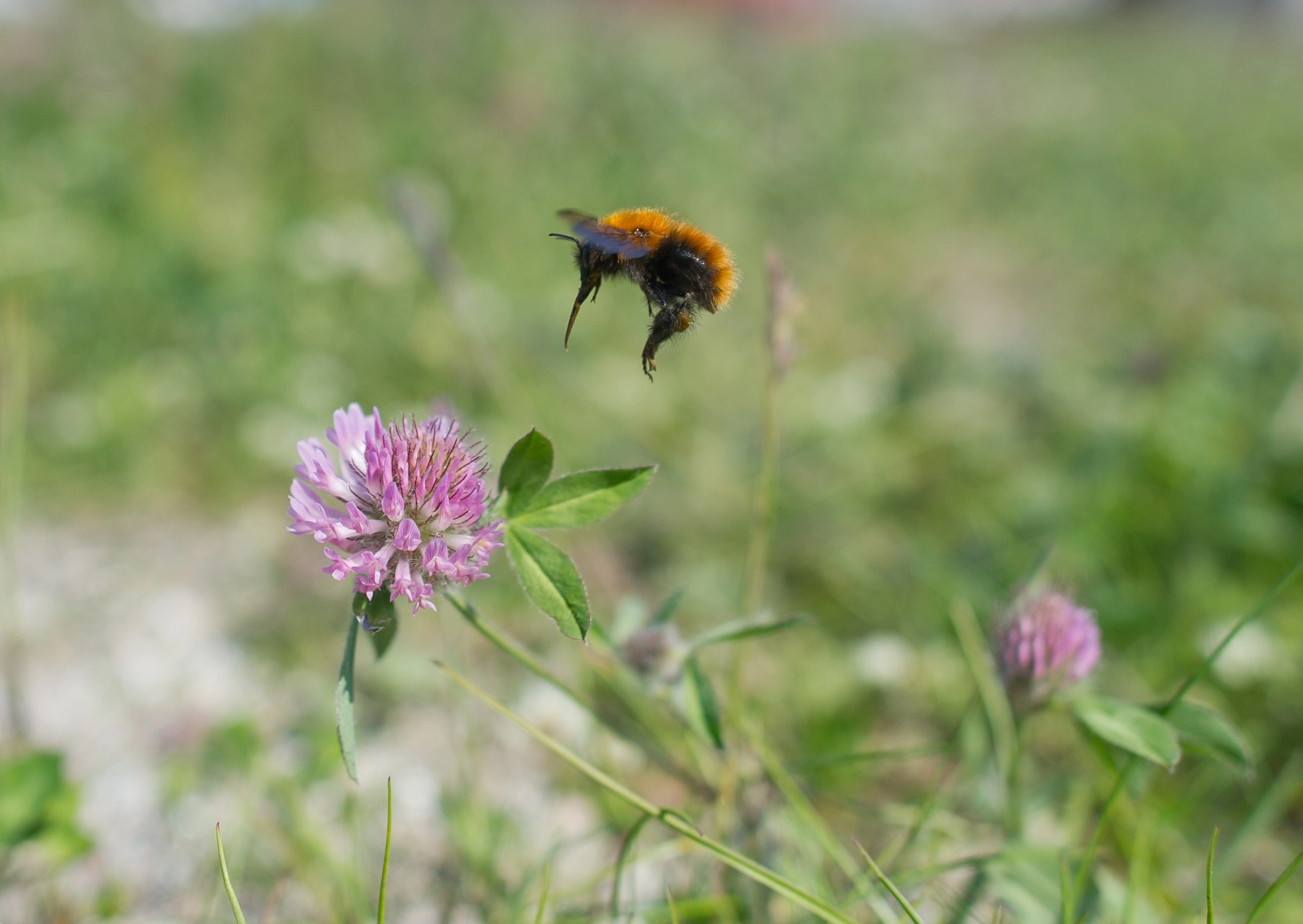 : Bombus pascuorum.