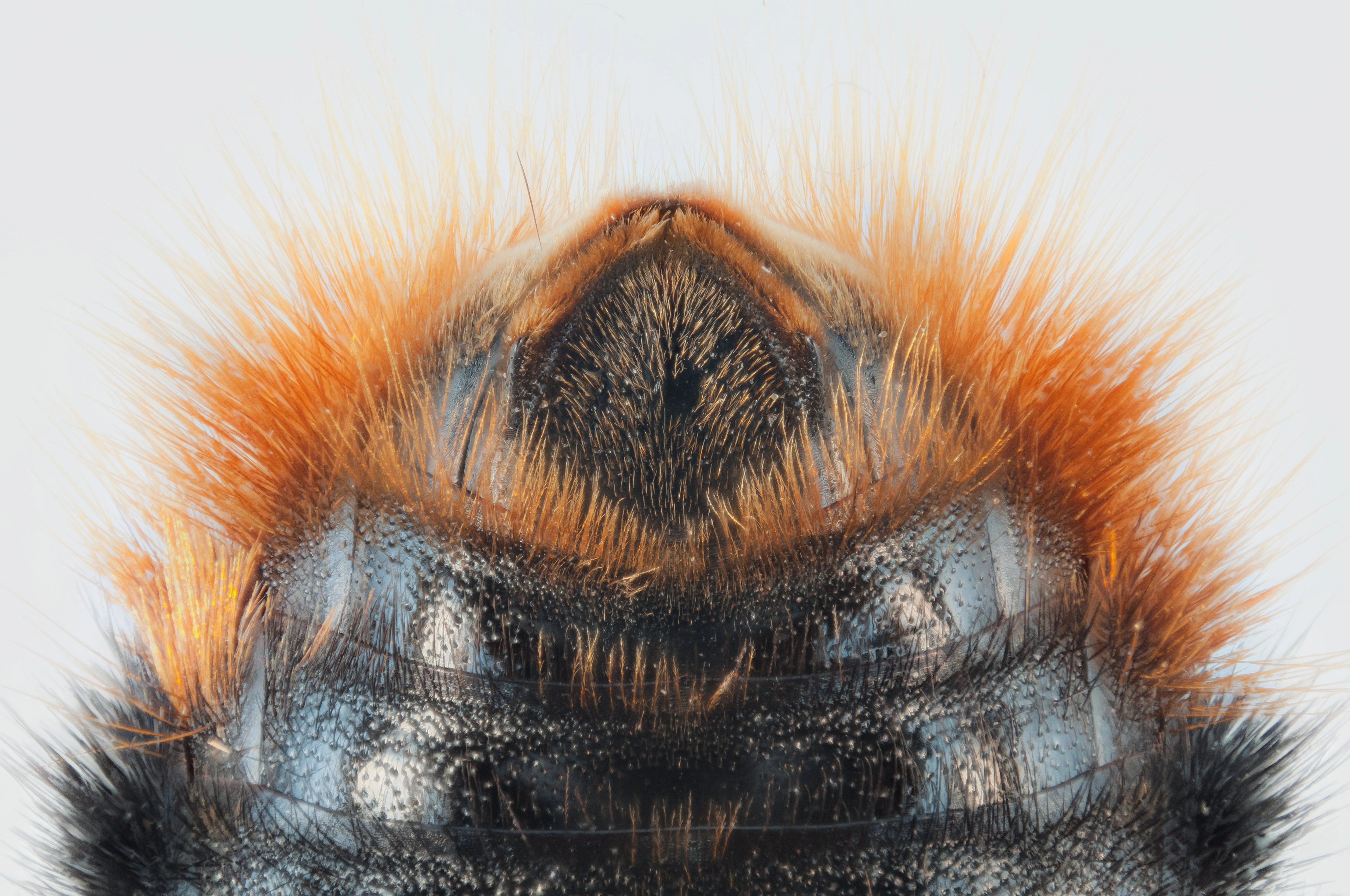 : Bombus (Psithyrus) rupestris.