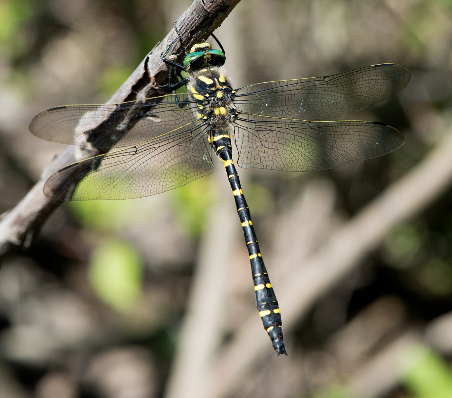 : Cordulegaster boltonii.