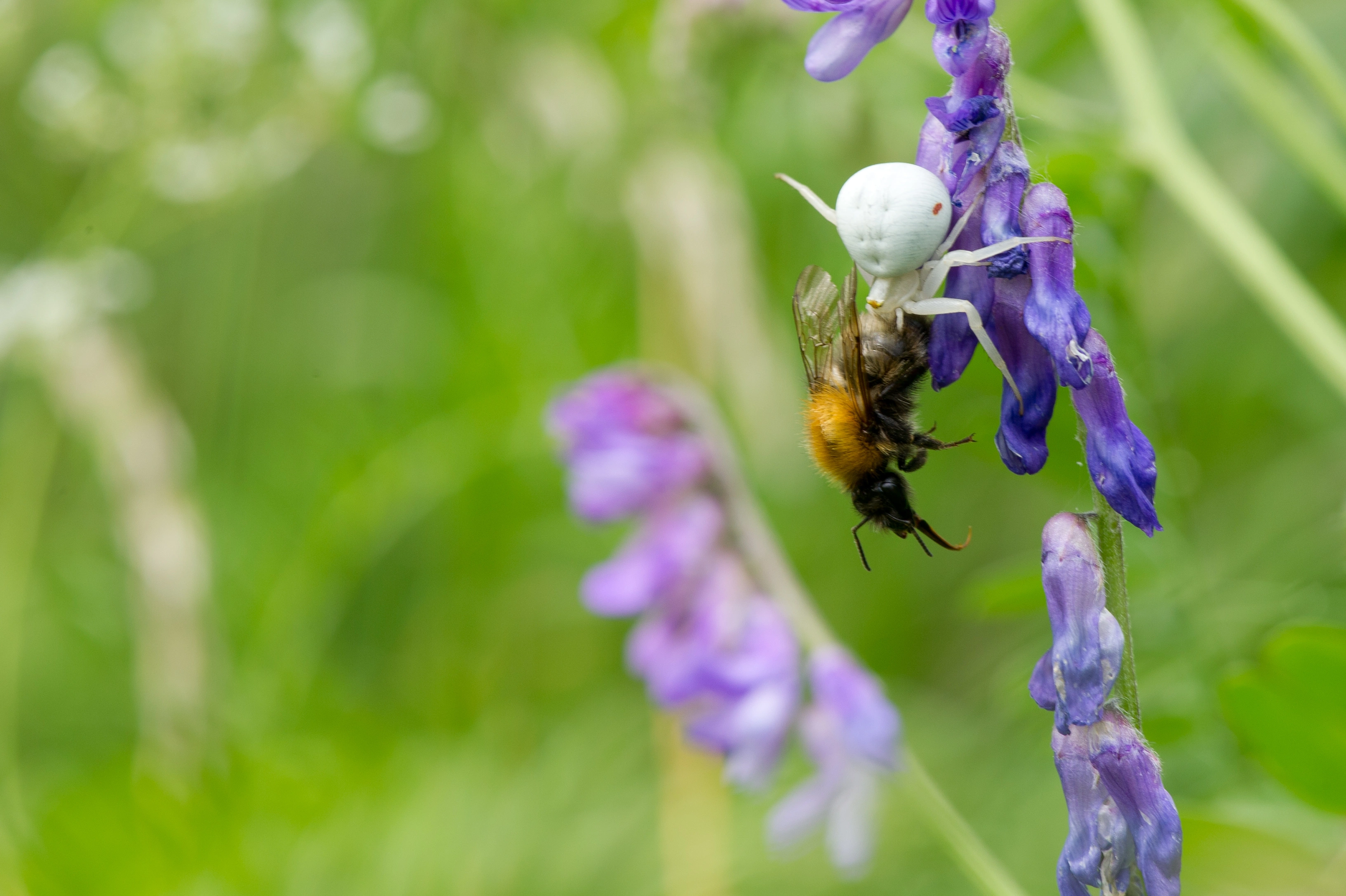 : Bombus pascuorum. : Thomisidae.