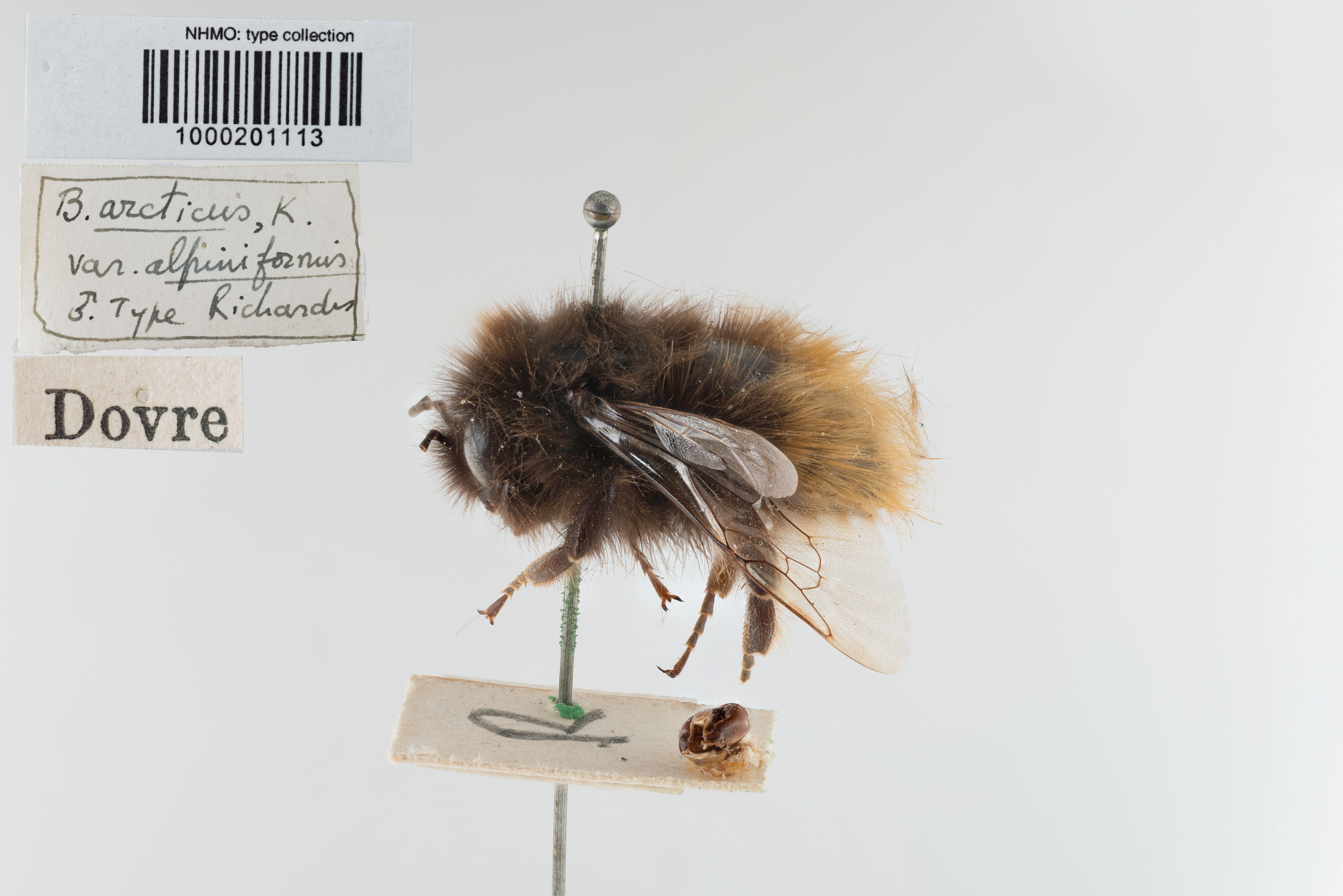 : Bombus (Alpinobombus) pyrrhopygus.