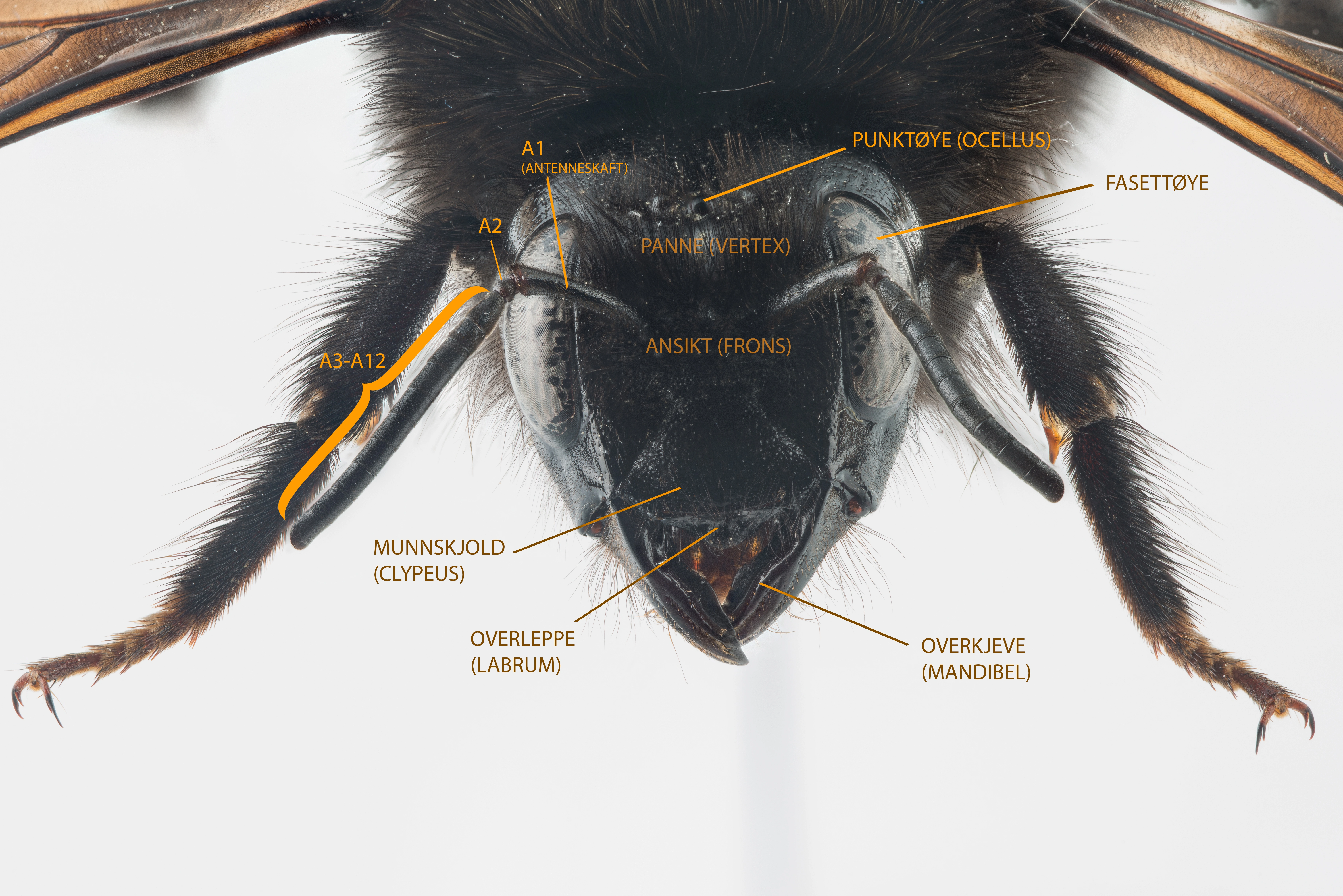 : Bombus. : Bombus (Psithyrus) rupestris.