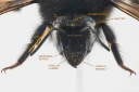 : Bombus. : Bombus rupestris.