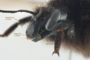 : Bombus. : Bombus (Subterraneobombus) subterraneus.