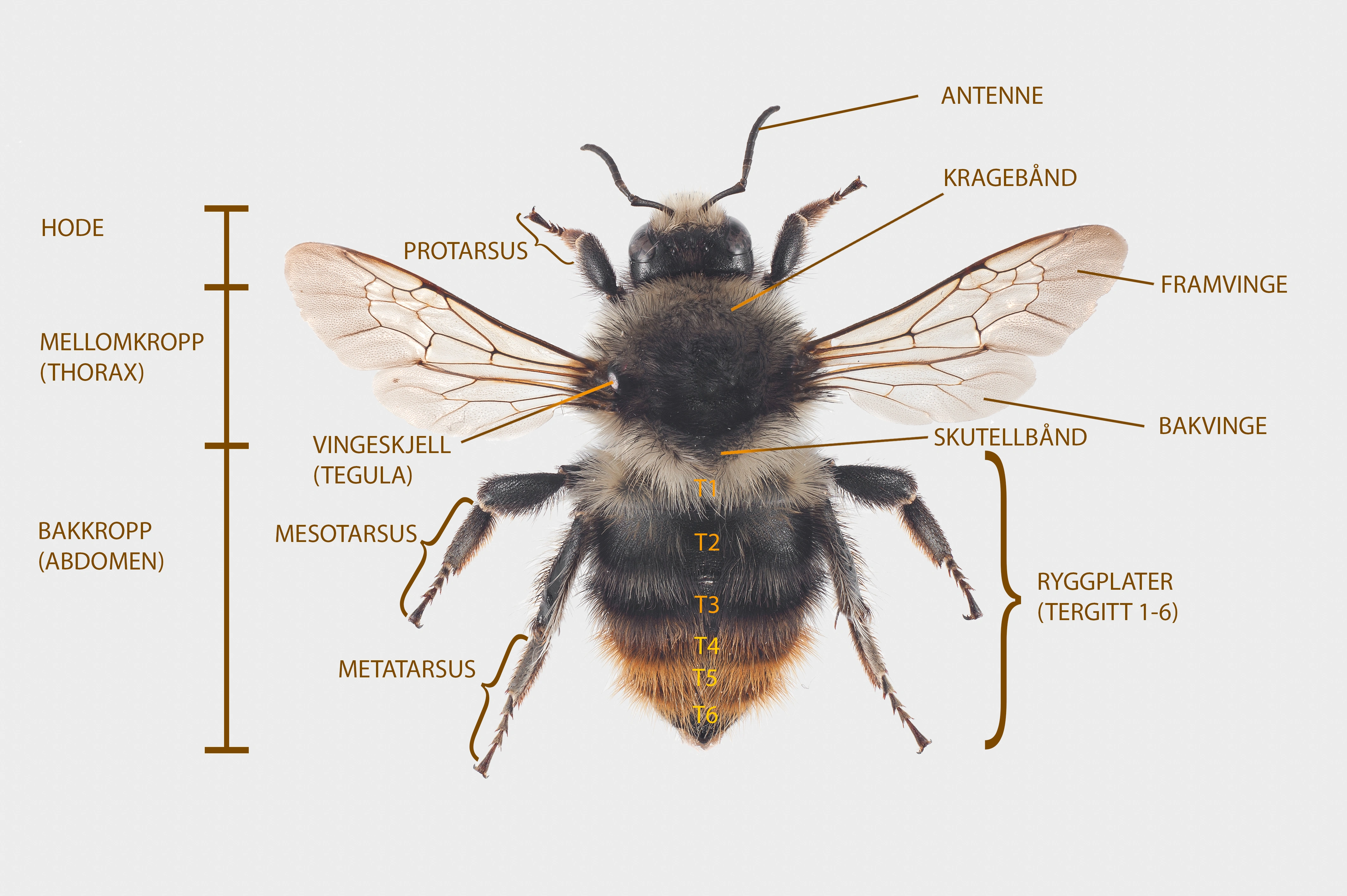 : Bombus. : Bombus sylvarum.