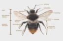 : Bombus. : Bombus (Thoracobombus) sylvarum.