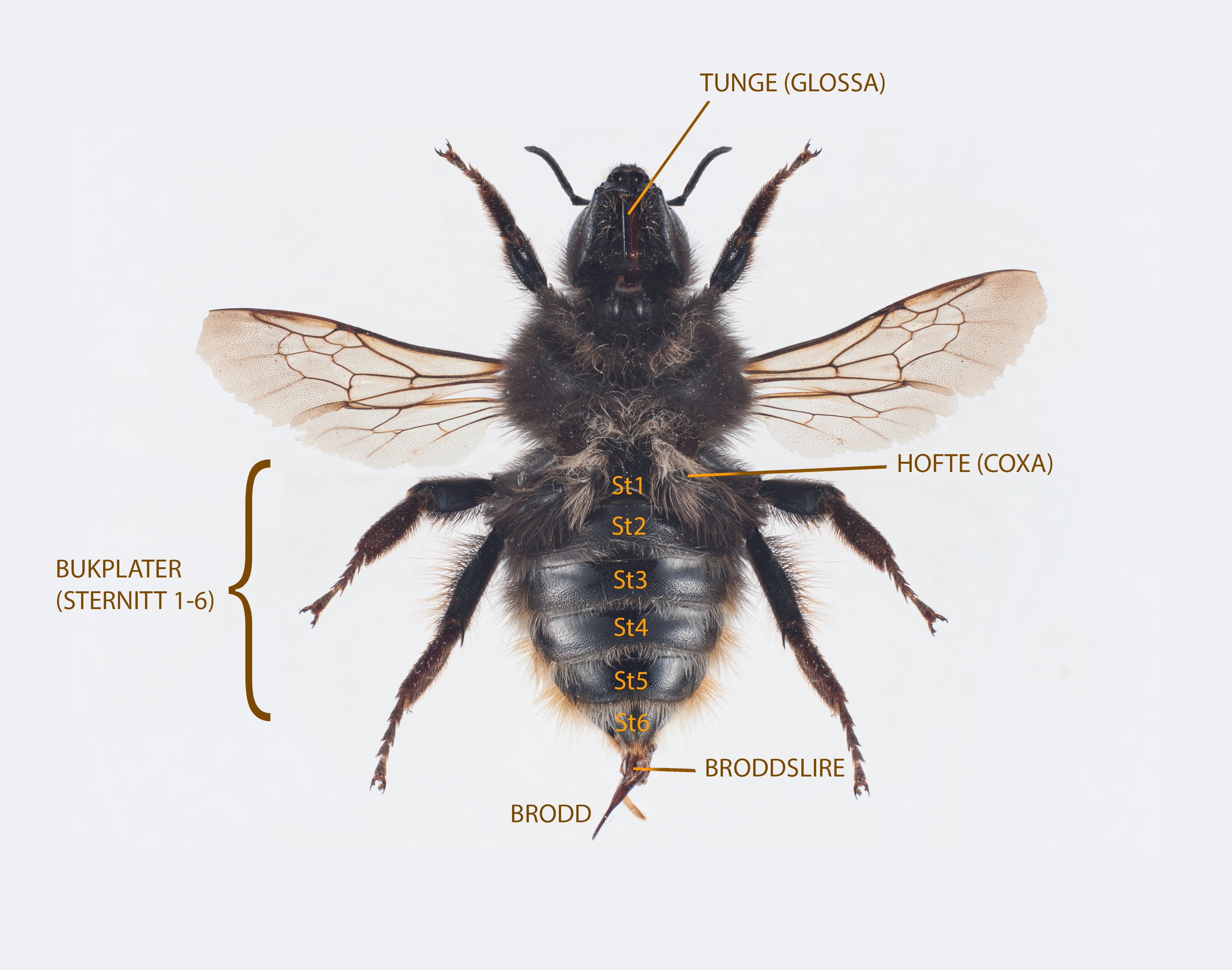 : Bombus. : Bombus (Thoracobombus) sylvarum.