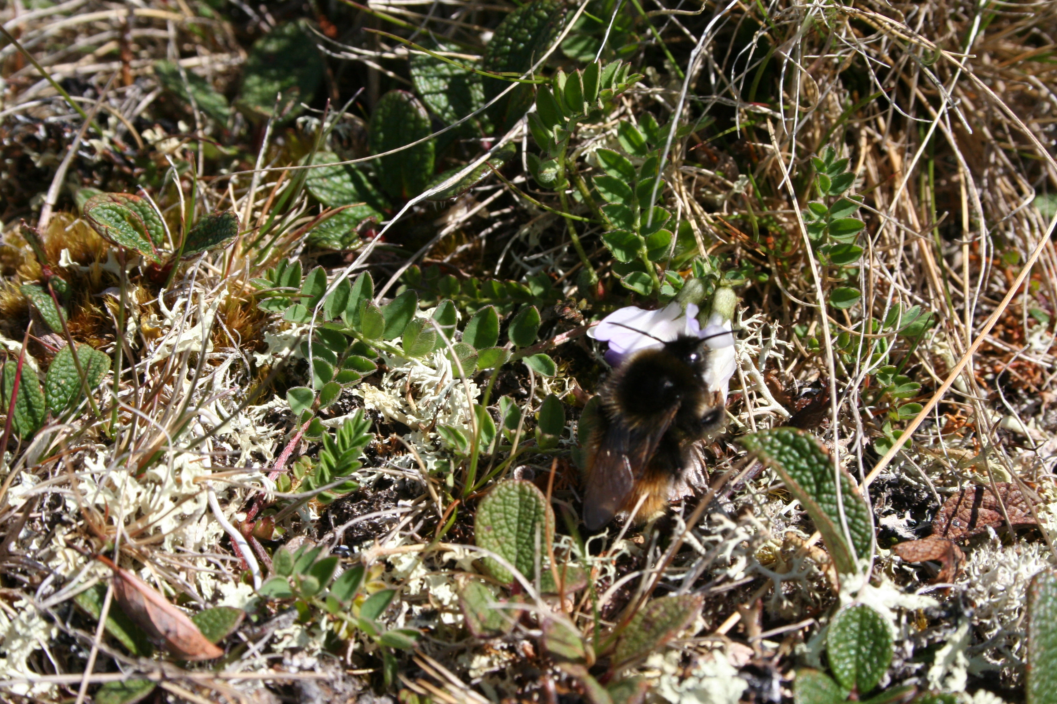 : Bombus (Alpinobombus) pyrrhopygus.