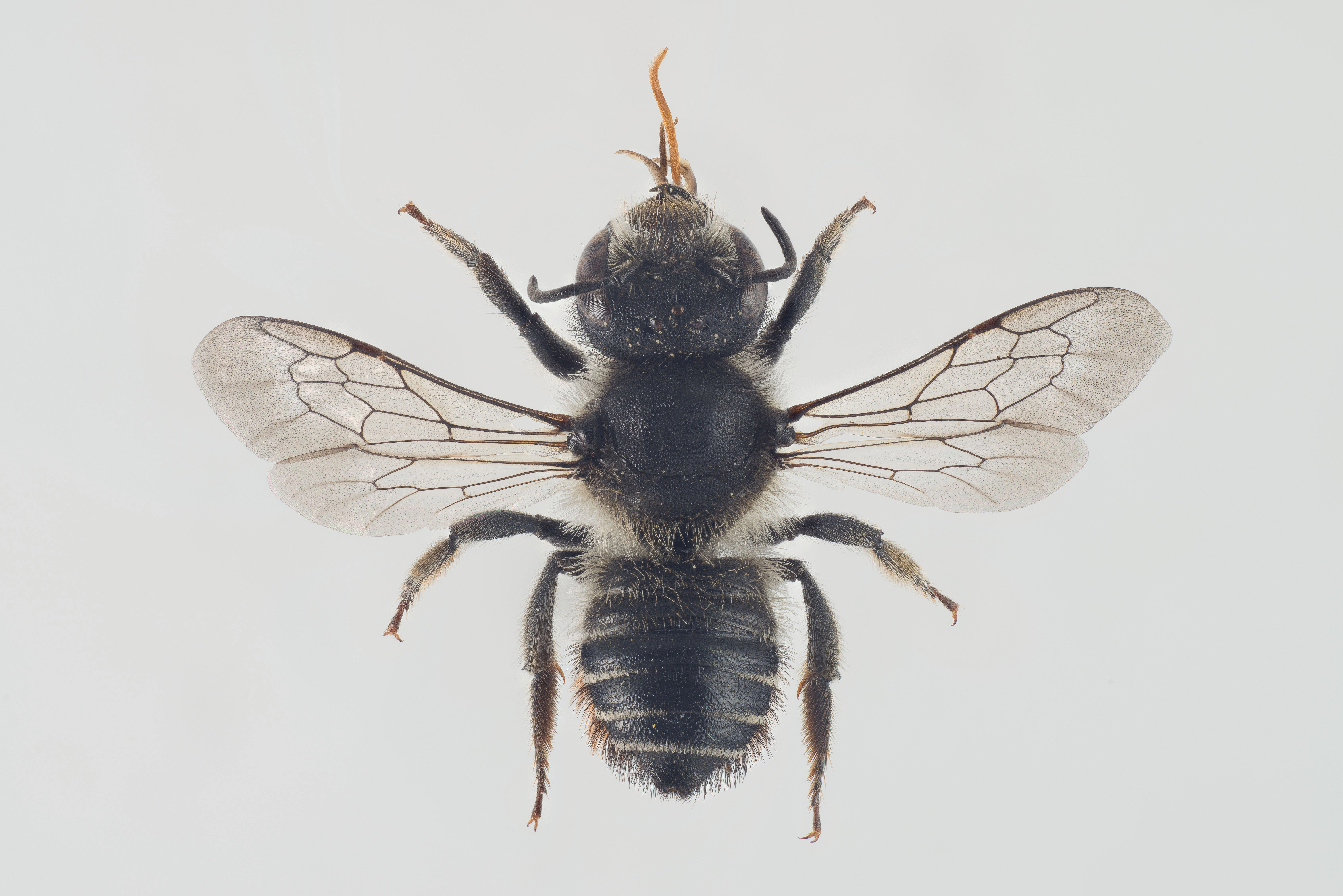 : Megachile alpicola.