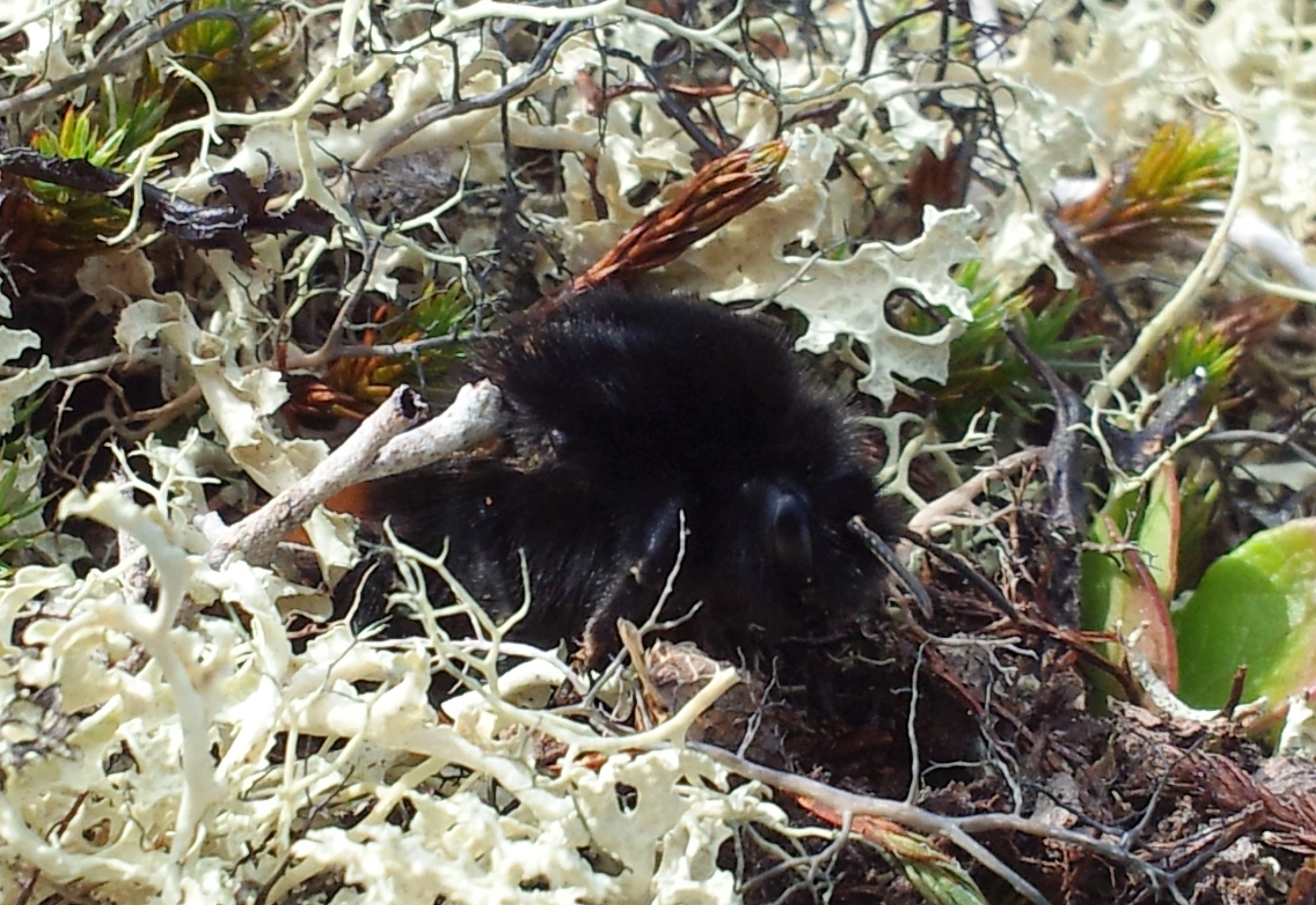 : Bombus (Alpinobombus) alpinus.